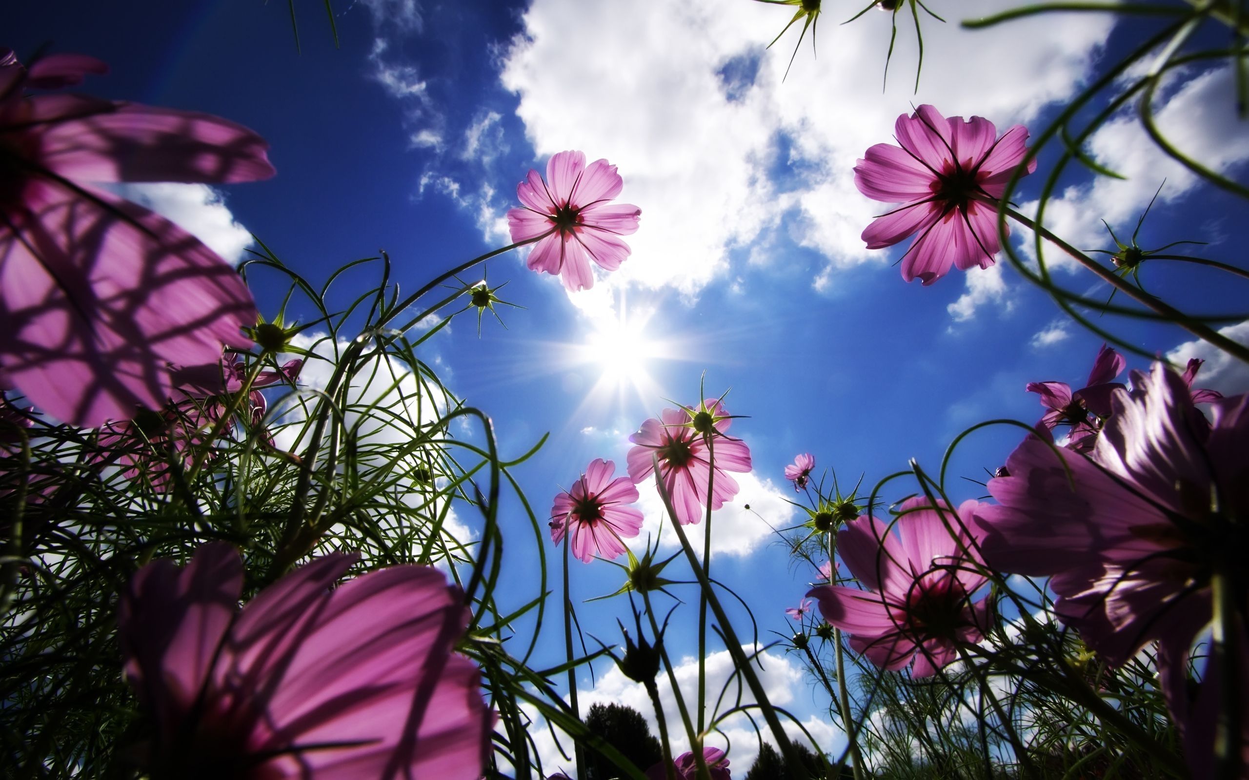 Fiori rosa cosmea cielo, 2560x1600 2K+, PC