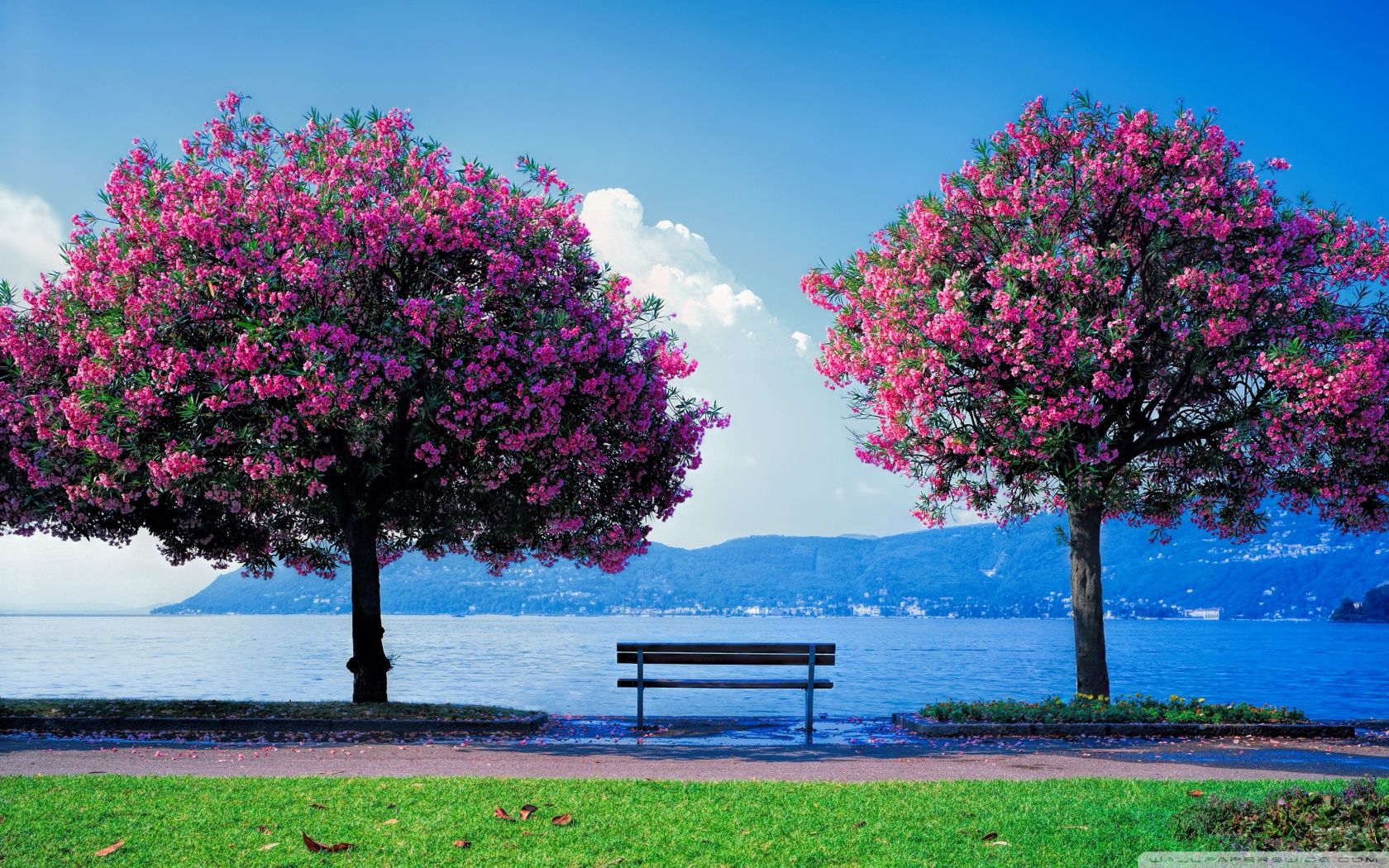 Alberi rosa in fiore, panchina, 1680x1050 HD Ready, Monitor Gaming