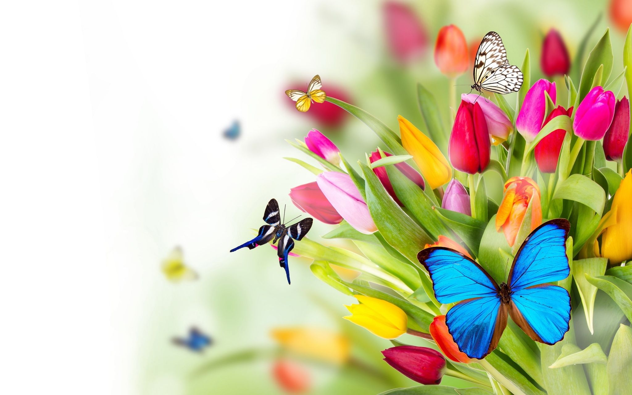Tulipani colorati e farfalle, 2048x1280 Hi-Res, PC Desktop