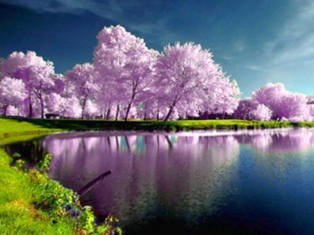 Alberi in fiore rosa lago, 1024x768 HD, PC