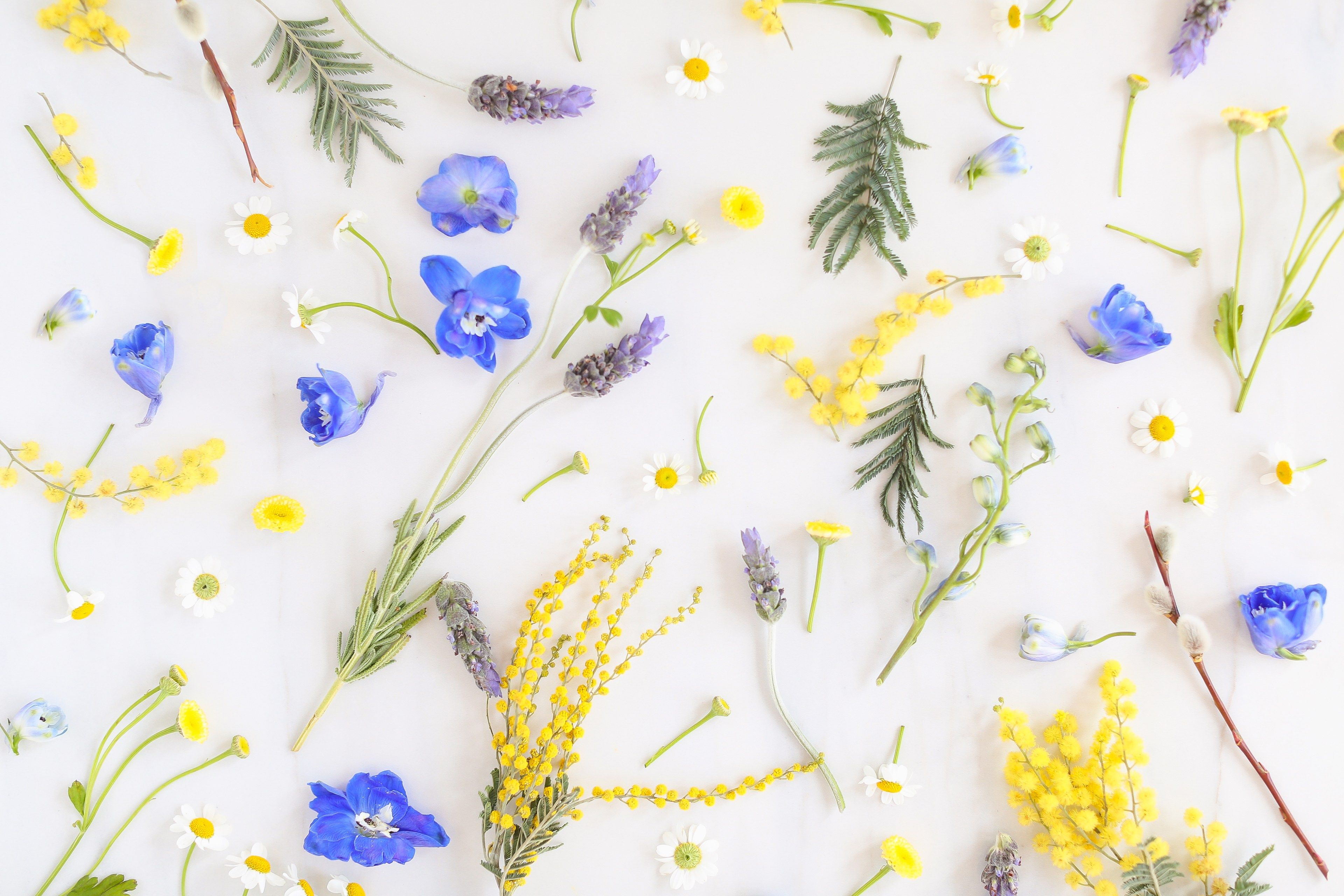 Fiori primaverili blu e gialli, 3840x2560 UHD, Monitor Gaming