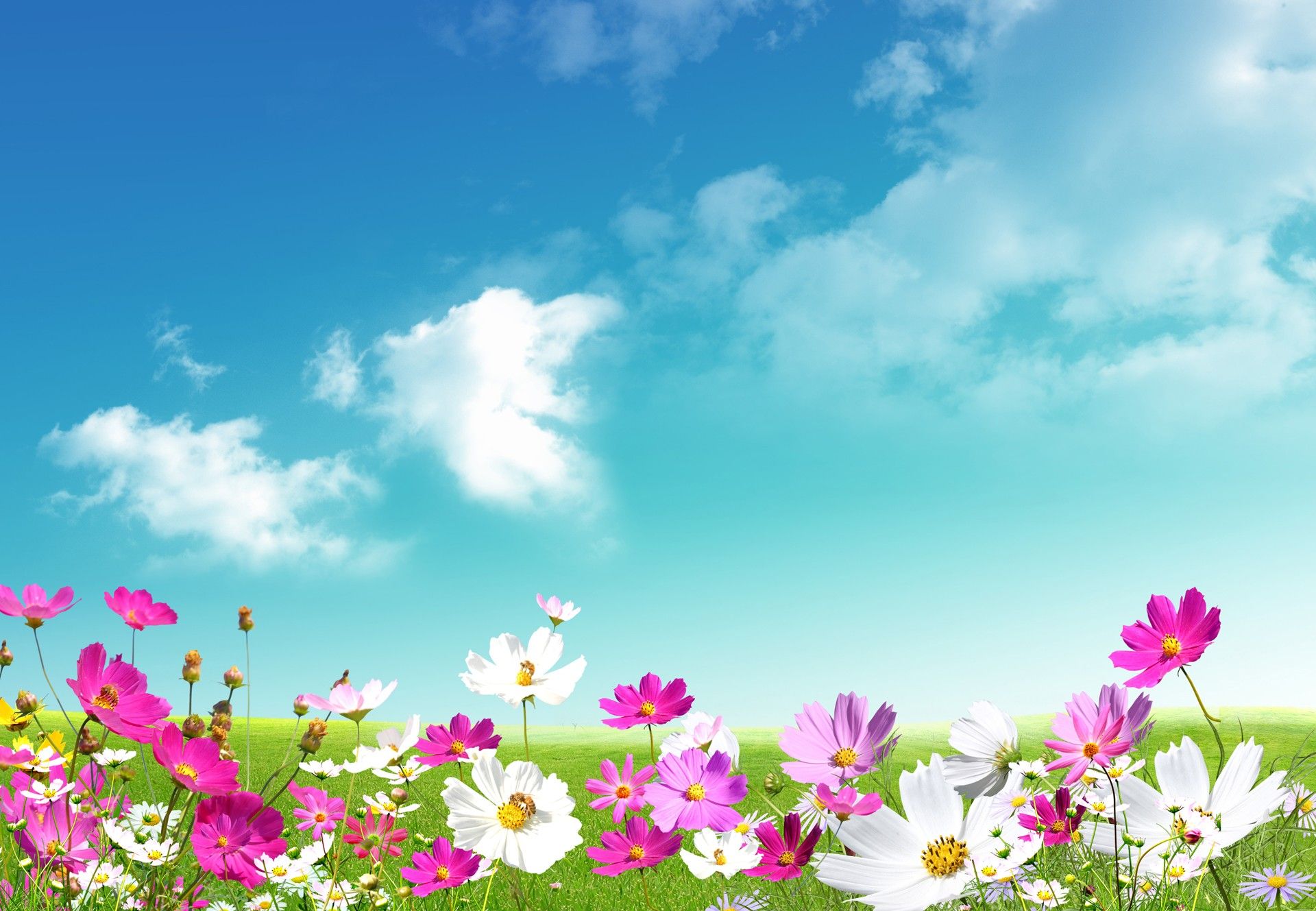 Fiori cosmos rosa e cielo, 1920x1329 Full HD+, PC