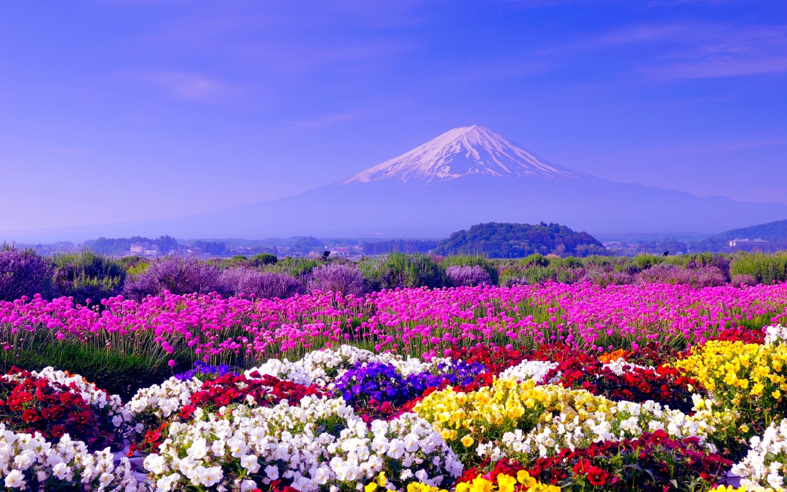 Monte Fuji con campi fioriti, Giappone, 2560x1600 2K, Monitor Gaming