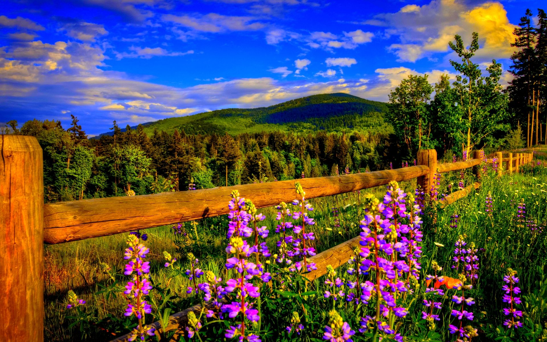 Fiori viola, recinto in legno, montagne, 1920x1200 WUXGA, PC