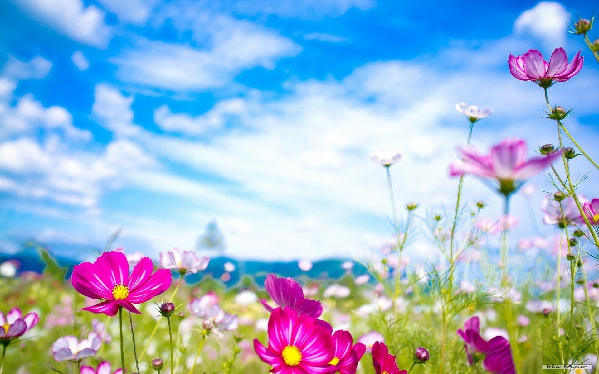 Fiori rosa cosmos primaverili, 1920x1200 Full HD+ WUXGA, Desktop