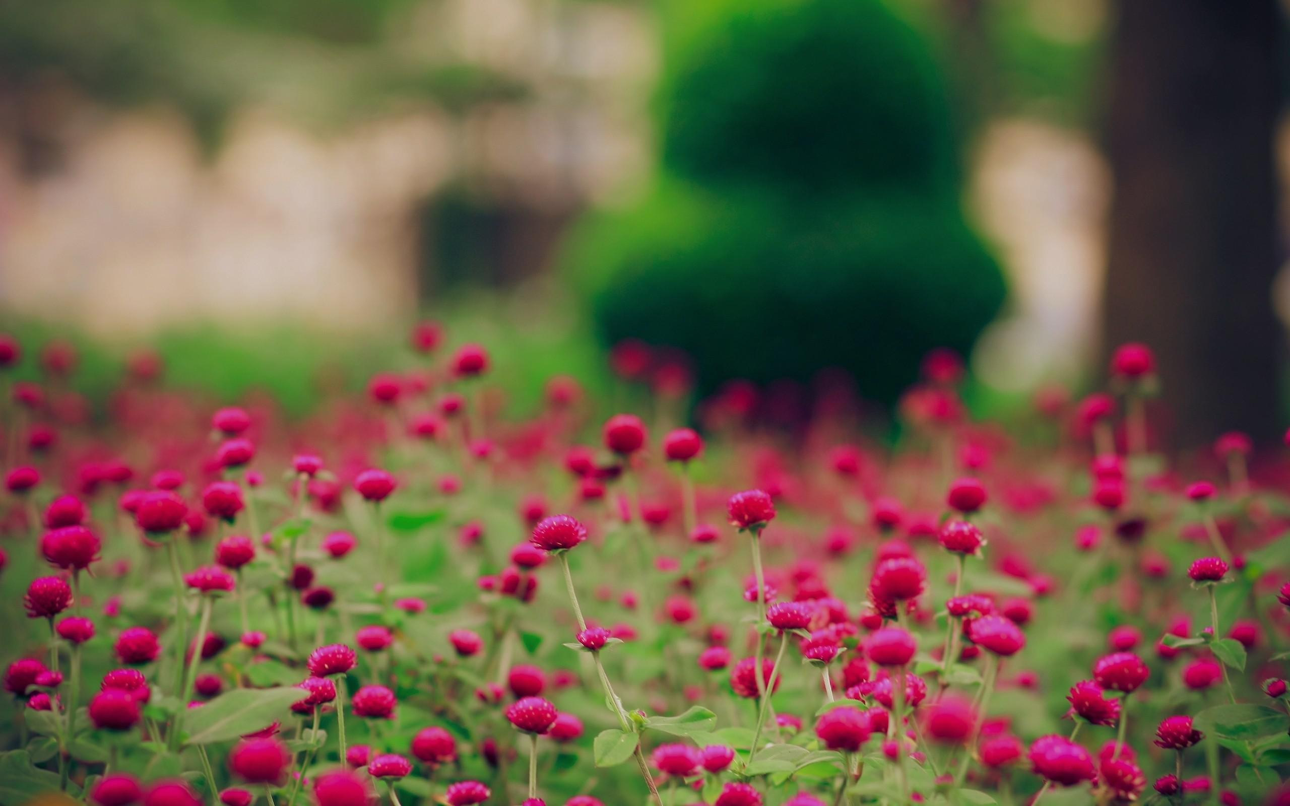 Fiori rosa in giardino, 2560x1600 WQXGA, Monitor Gaming
