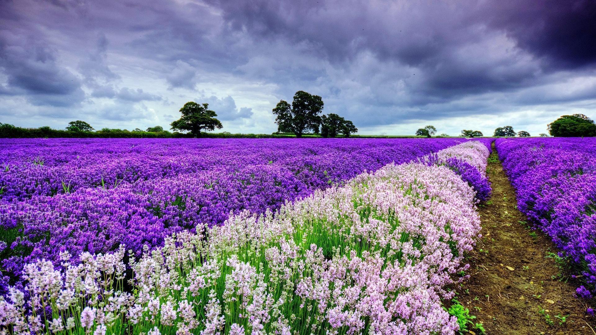 Campo di lavanda viola, 1920x1080 1080p, PC Desktop