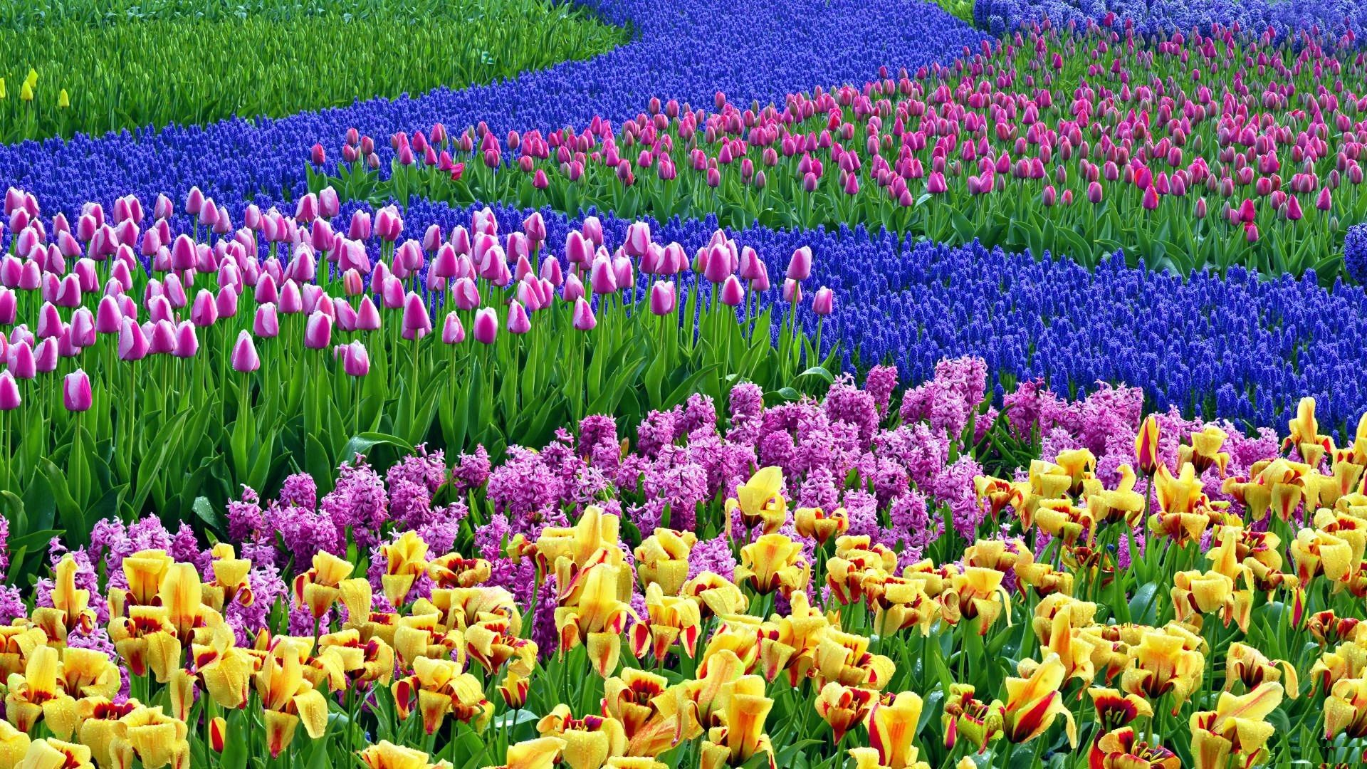 Campi di tulipani colorati, 1920x1080 Full HD 1080p, PC Desktop