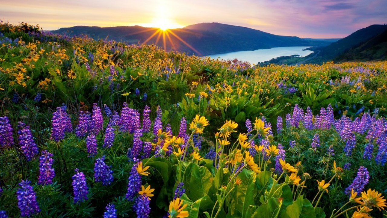 Alba su collina fiorita, 1280x720 HD, PC Desktop