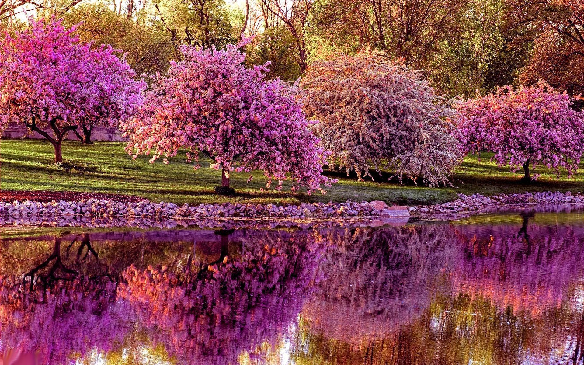 Alberi fioriti rosa riflessi lago, 1920x1200 Full HD+ WUXGA, Desktop