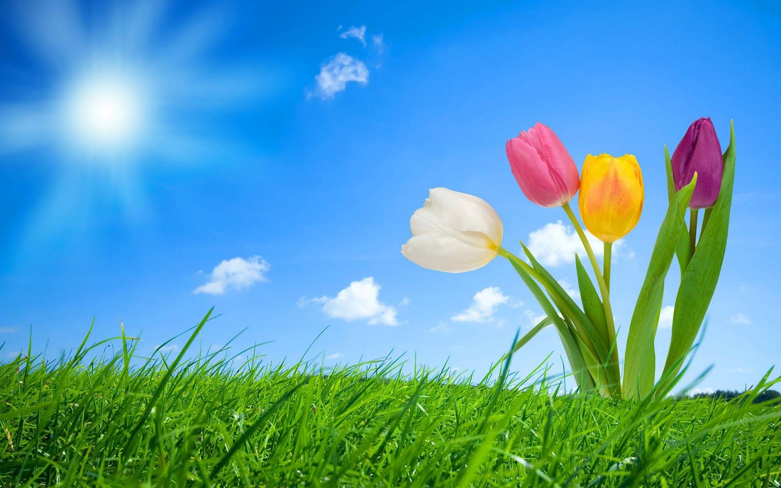 Tulipani colorati su prato, 1600x1000 HD, Monitor Gaming