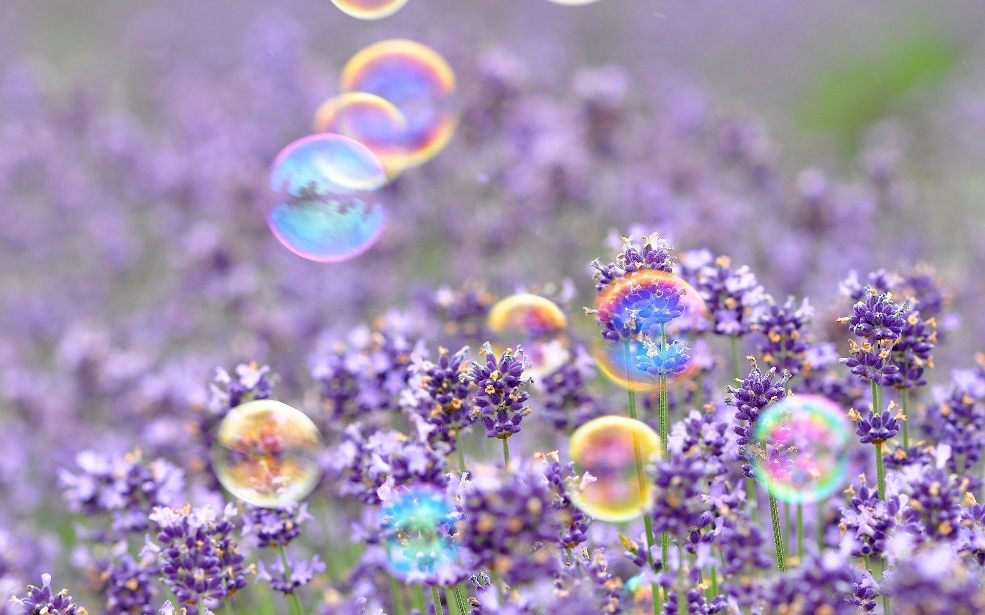 Bolle di sapone su lavanda, 1920x1200 WUXGA, Monitor Gaming