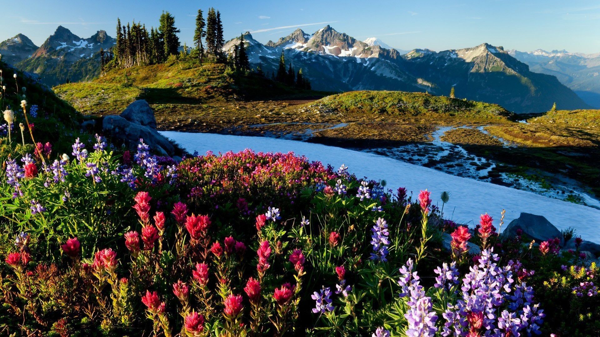 Fiori di montagna e neve, 1920x1080 Full HD 1080p, Desktop