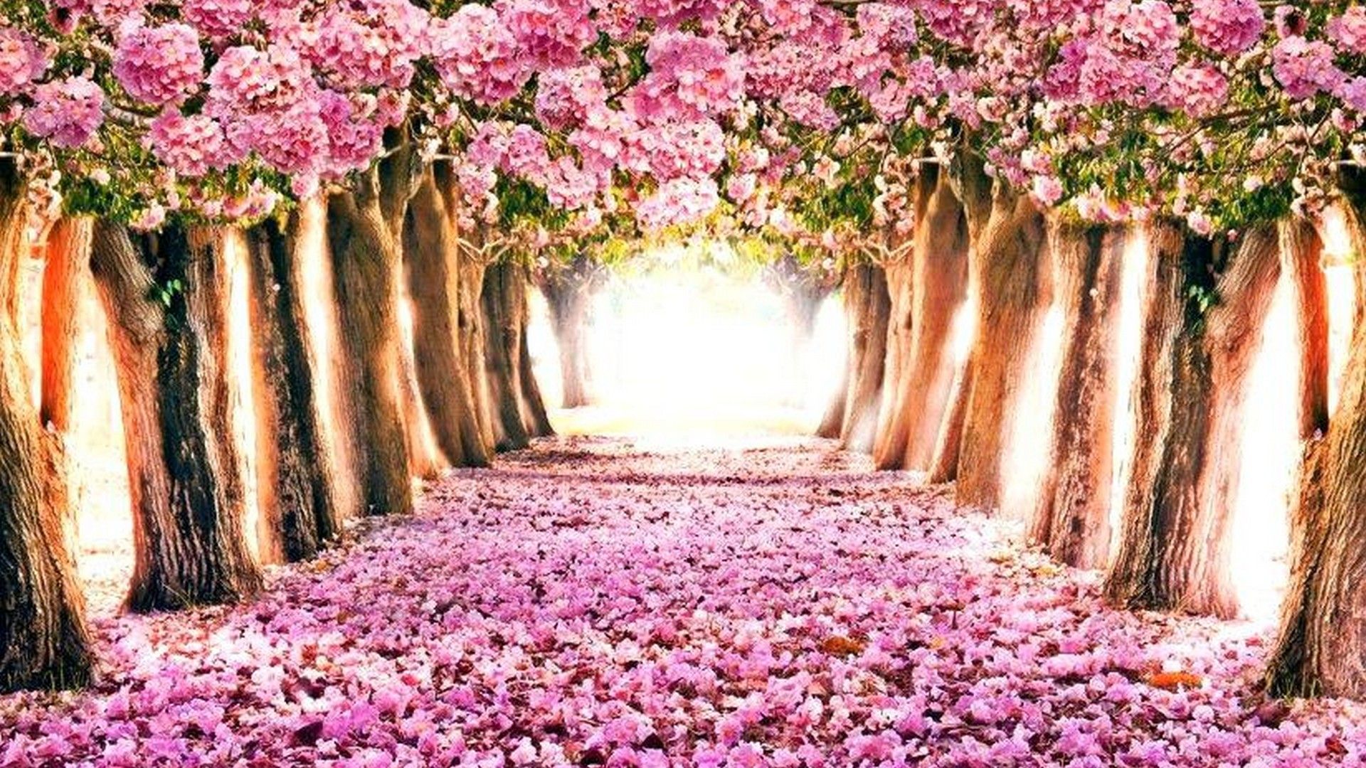 Viale alberi fioriti rosa, 1920x1080 1080p, PC Desktop