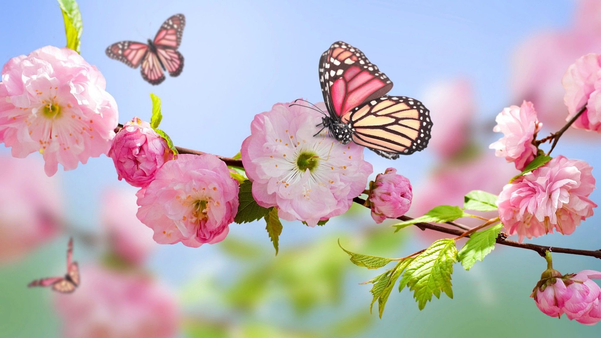 Fiori rosa e verde primavera, 1366x768 720p, PC