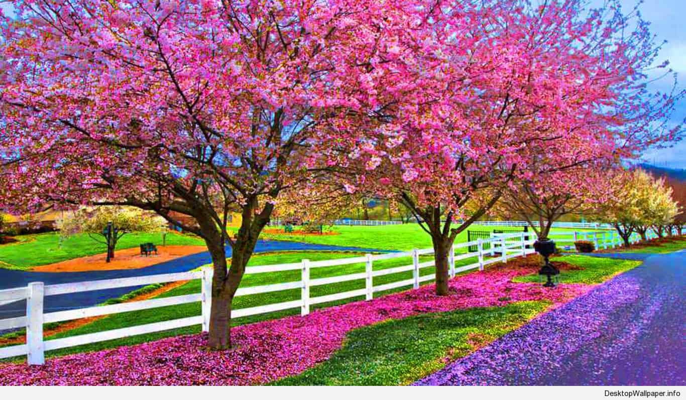 Alberi di ciliegio in fiore, 1366x796 HD, PC Desktop