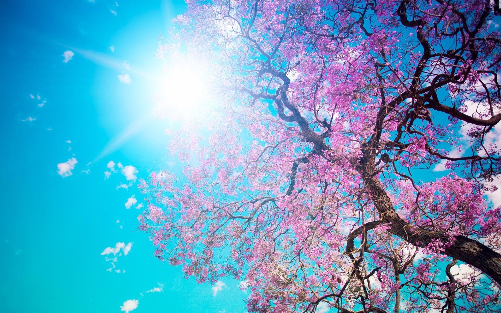 Giardino primaverile con fiori colorati, 1920x1200 Full HD+, Monitor Gaming