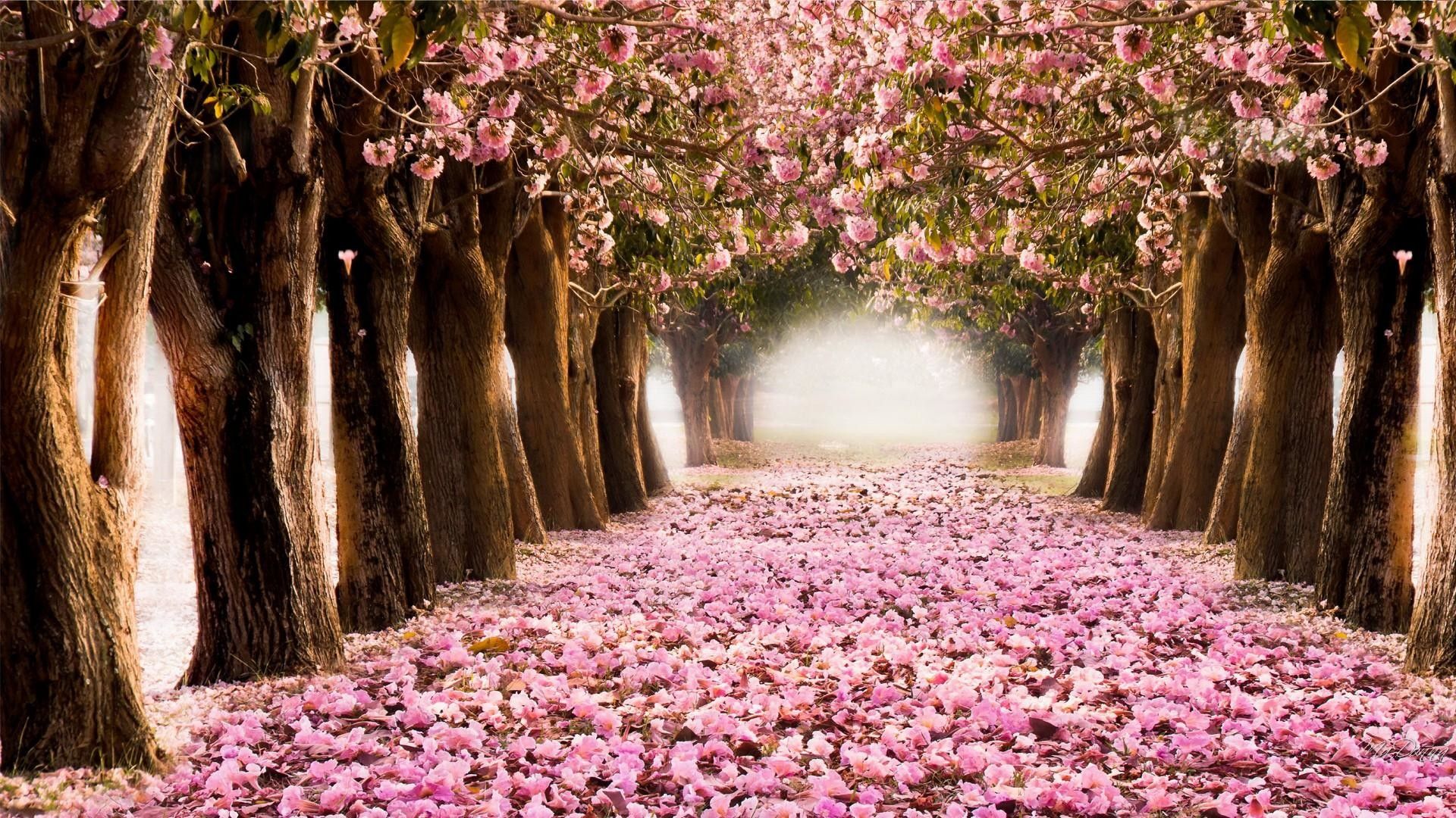 Viale alberi ciliegio fioriti, 1920x1080 Full HD 1080p, PC Desktop