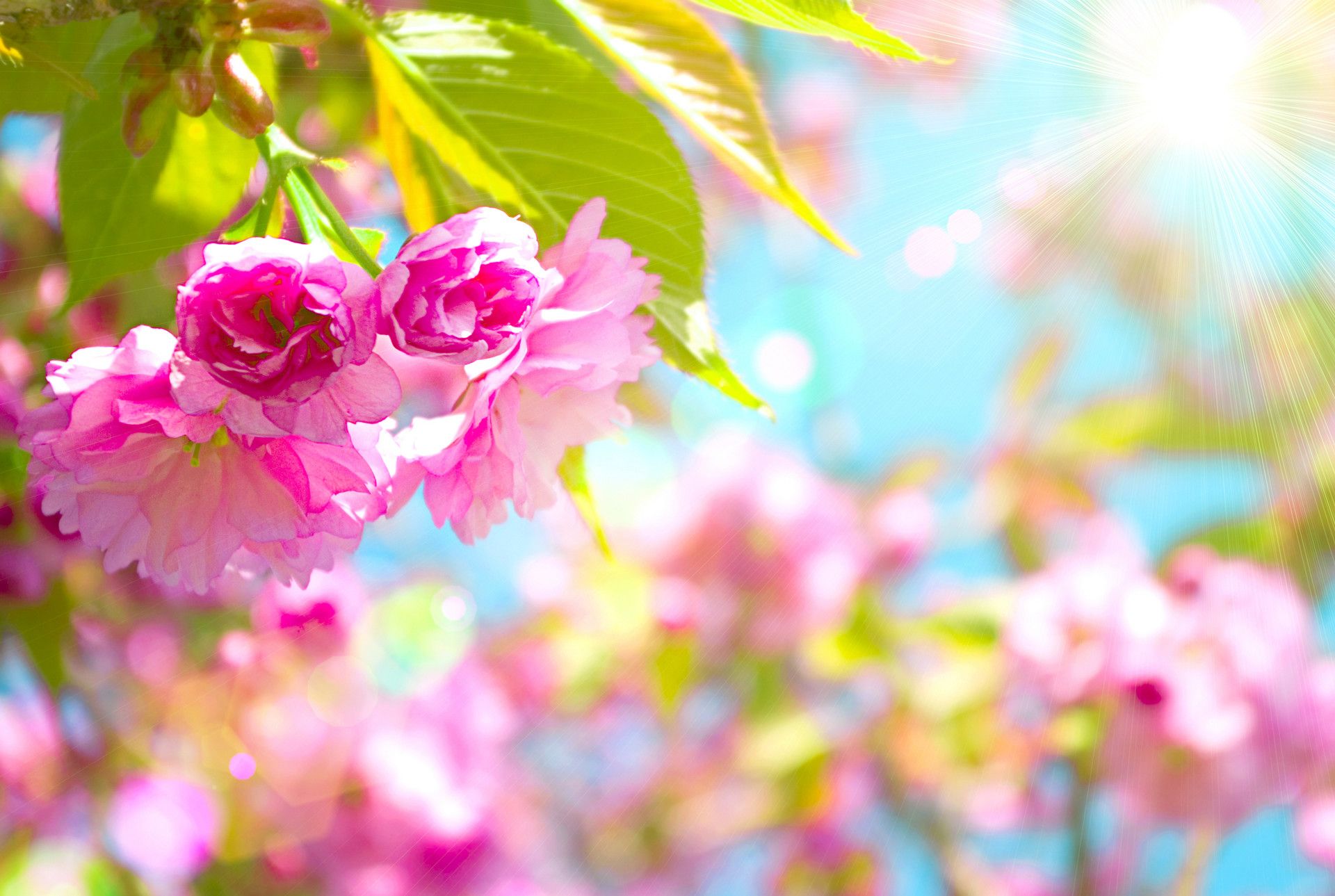 Fiori di ciliegio rosa primavera, 1920x1289 Full HD+, Desktop