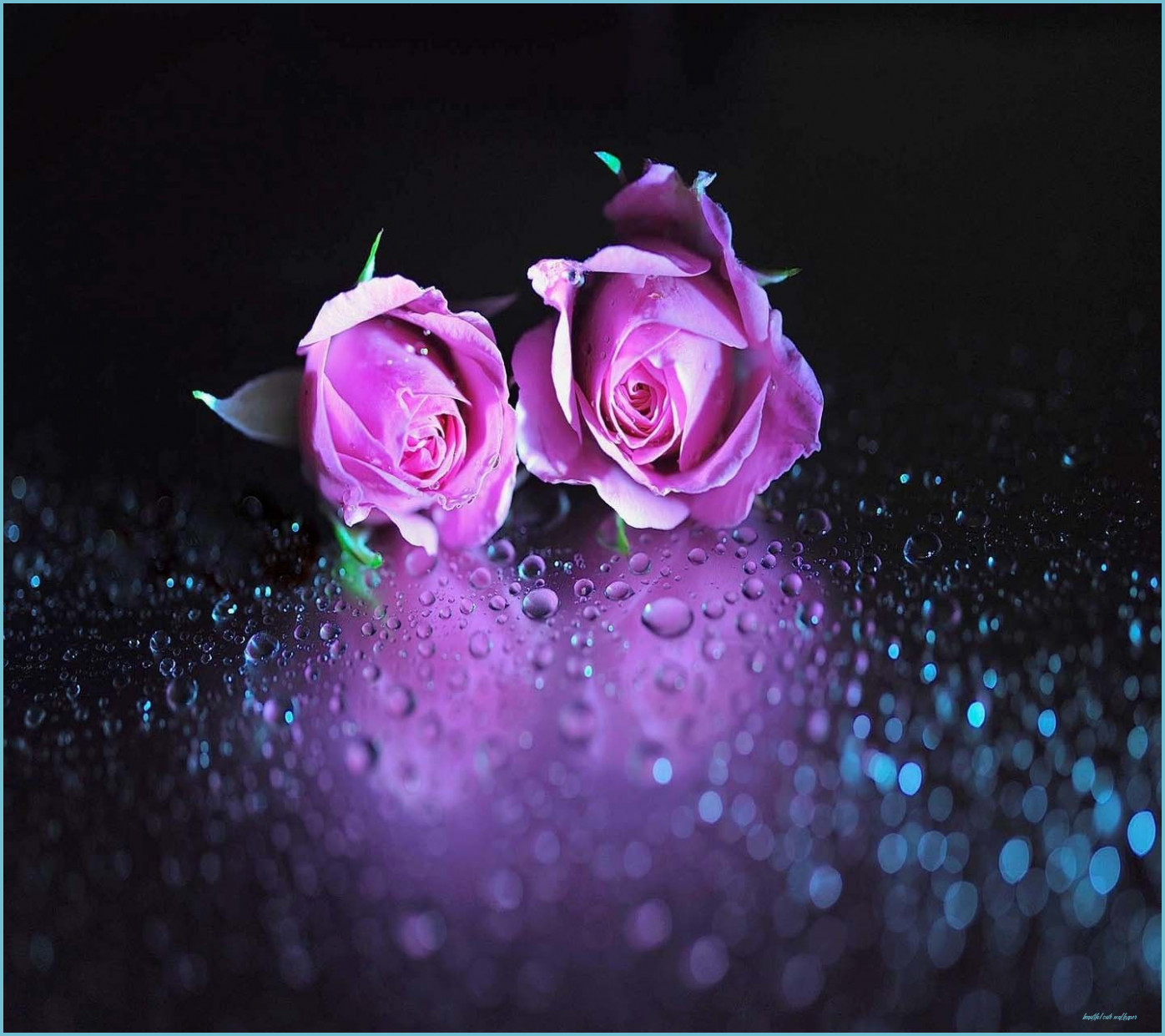 Rose viola con gocce d'acqua, 1396x1241 720p, PC