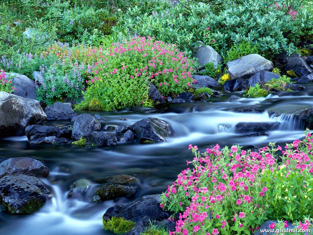 Ruscello con rocce e fiori, 1024x768 HD, PC