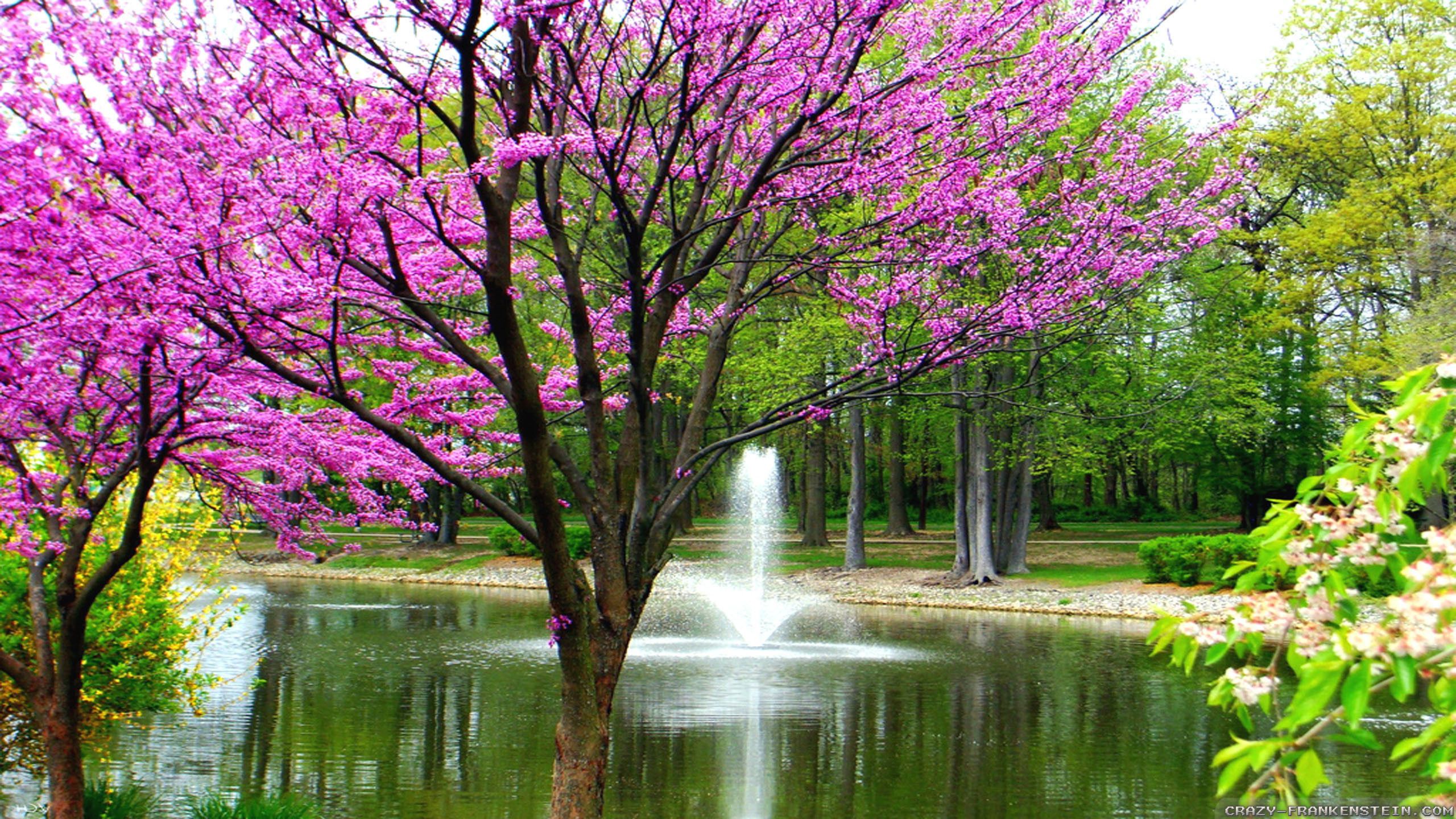 Albero fiorito viola vicino laghetto, 2560x1440 QHD, Laptop
