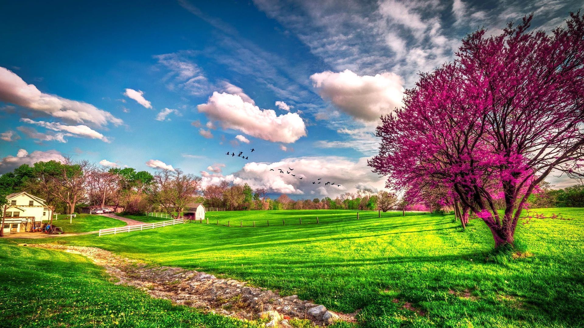Paesaggio primaverile con albero rosa, 1920x1080 1080p, PC Desktop