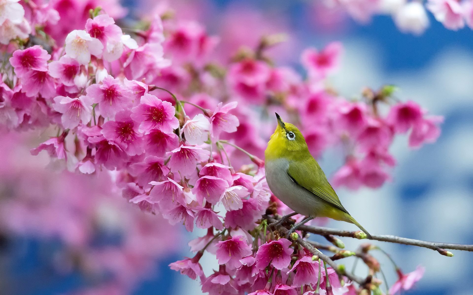 Uccellino tra fiori di ciliegio, 1920x1200 Full HD+ WUXGA, Laptop