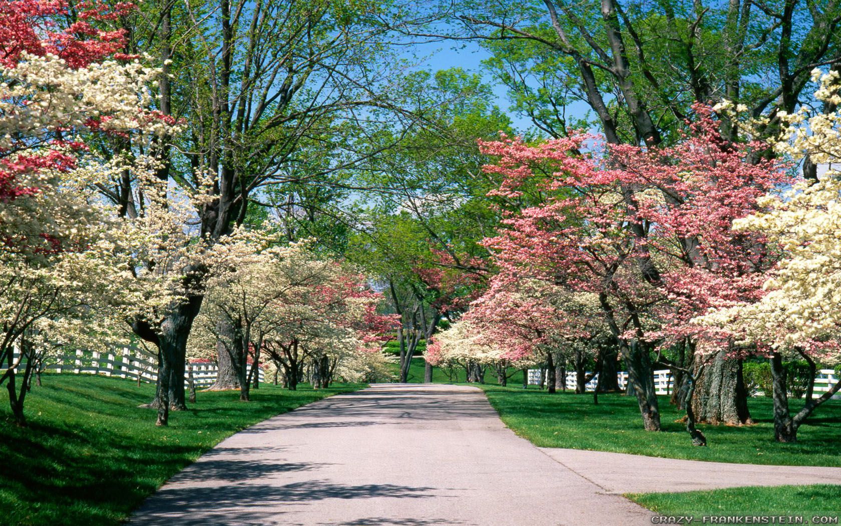 Viale alberato fiori primaverili, 1680x1050 HD, Desktop