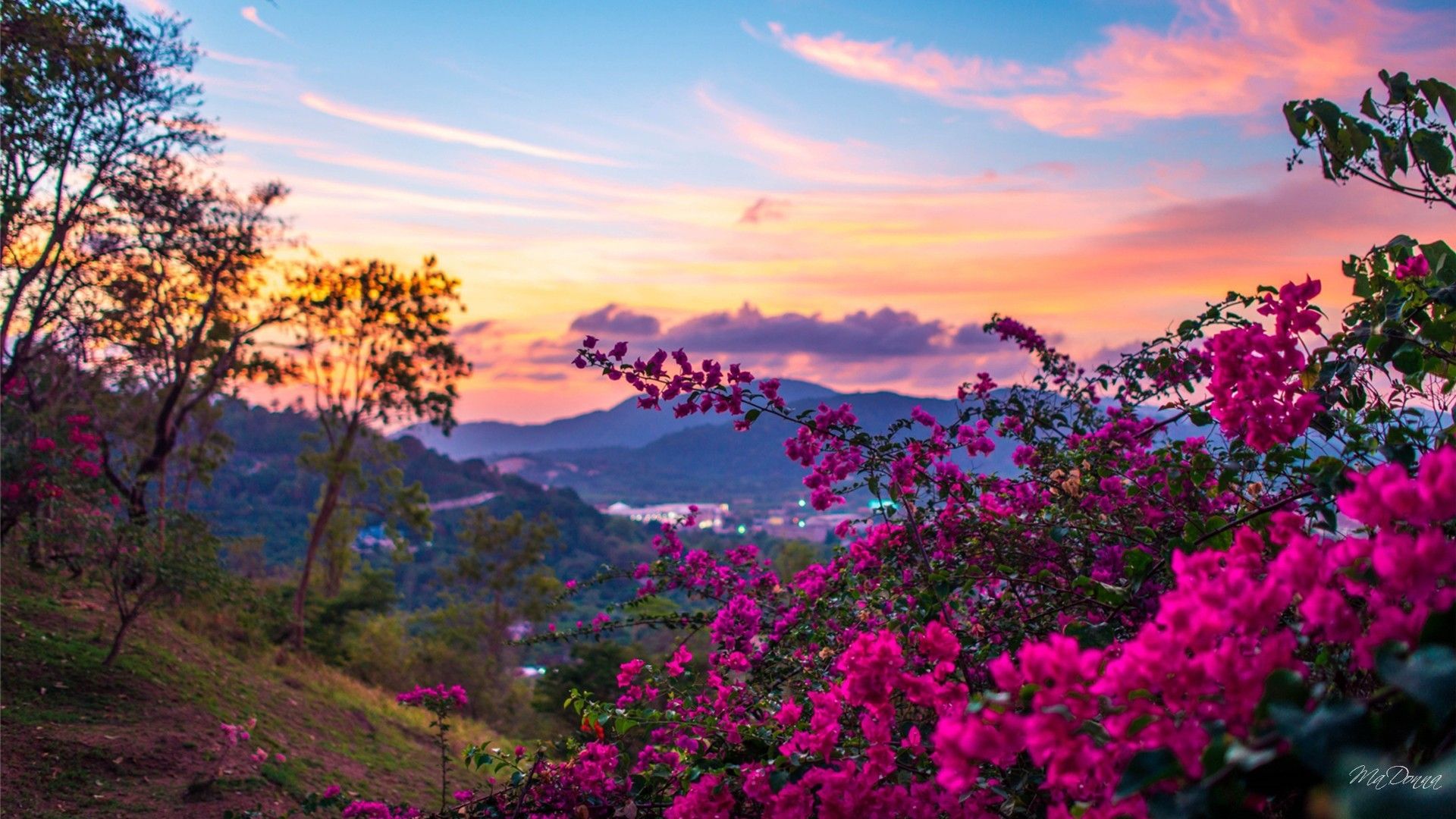 Fiori rosa fucsia tramonto collina, 1920x1080 Full HD, PC Desktop