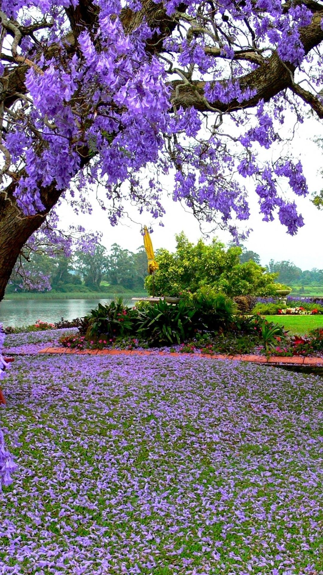 Albero jacaranda viola fiorito, 1080x1920 Verticale, Samsung Galaxy