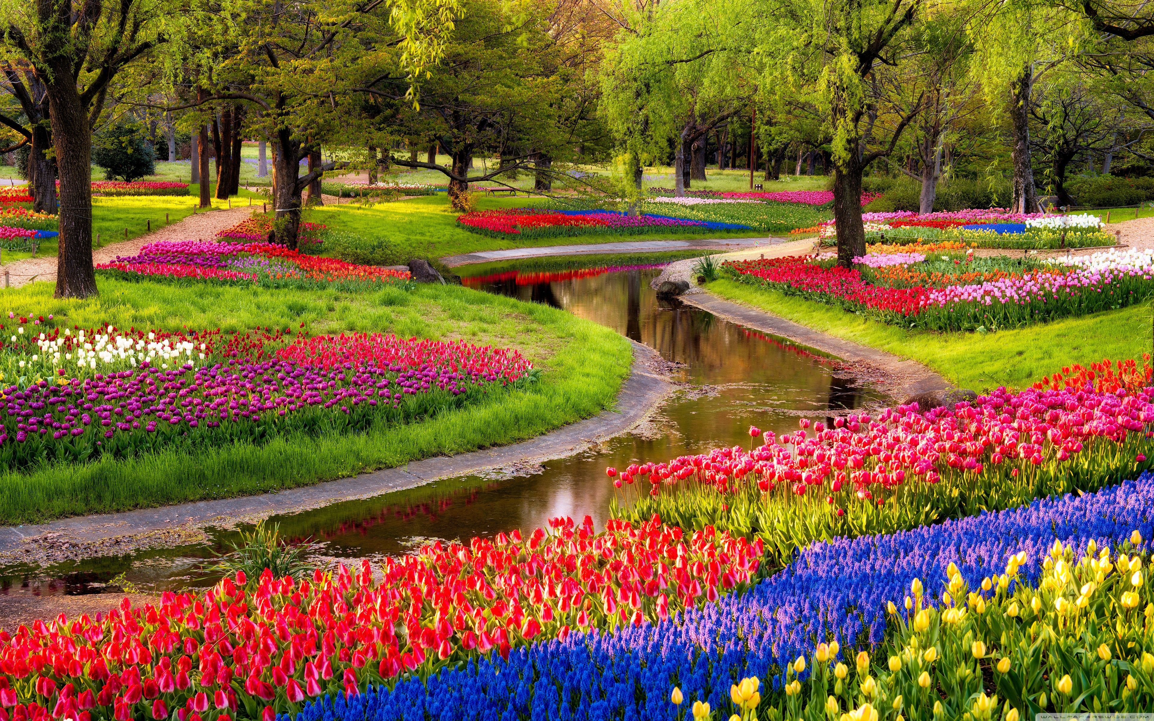 Giardino primaverile con tulipani colorati, 3840x2400 Ultra HD, Monitor 4K
