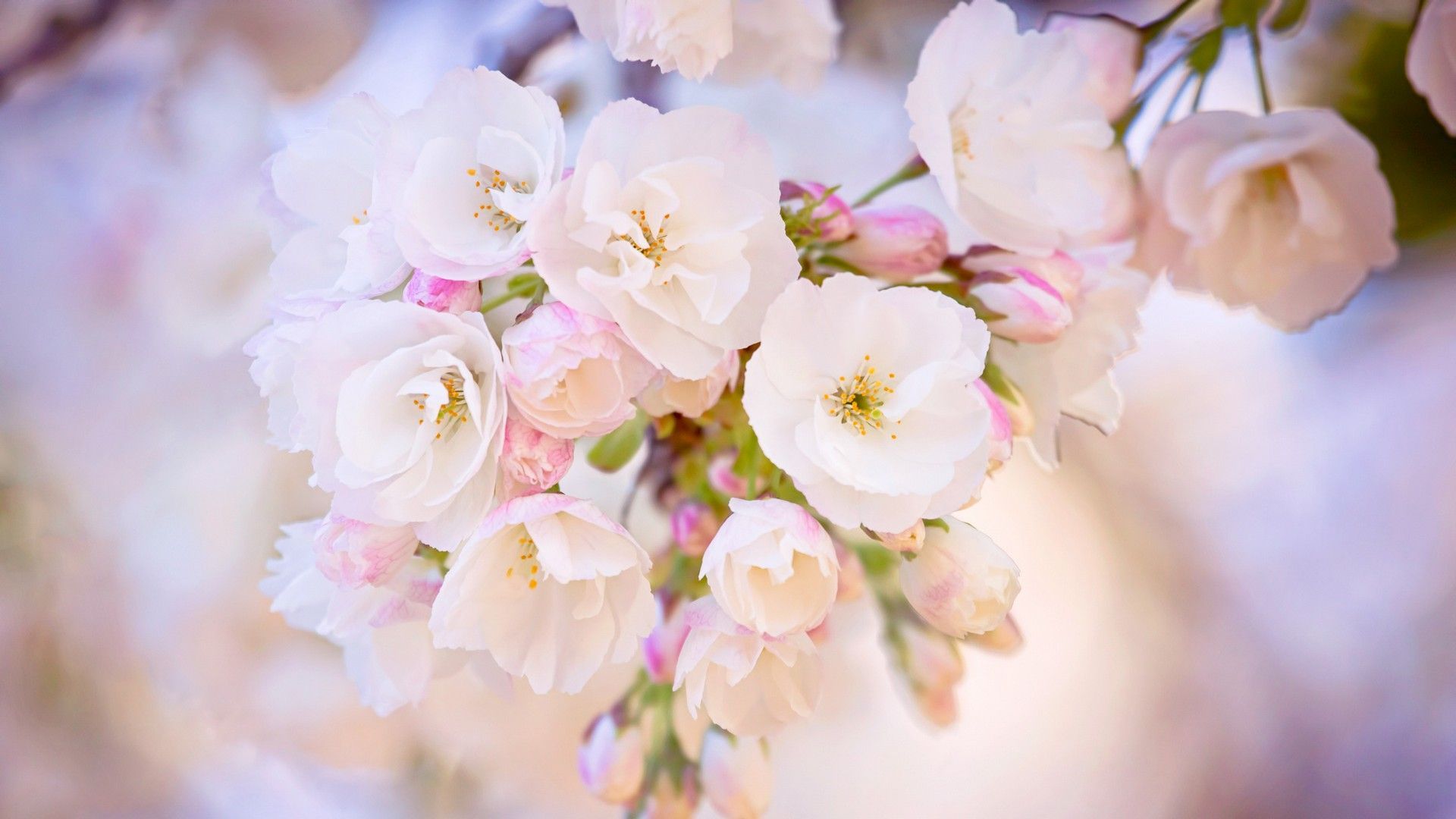 Fiori di ciliegio bianchi rosa, 1920x1080 1080p, Desktop
