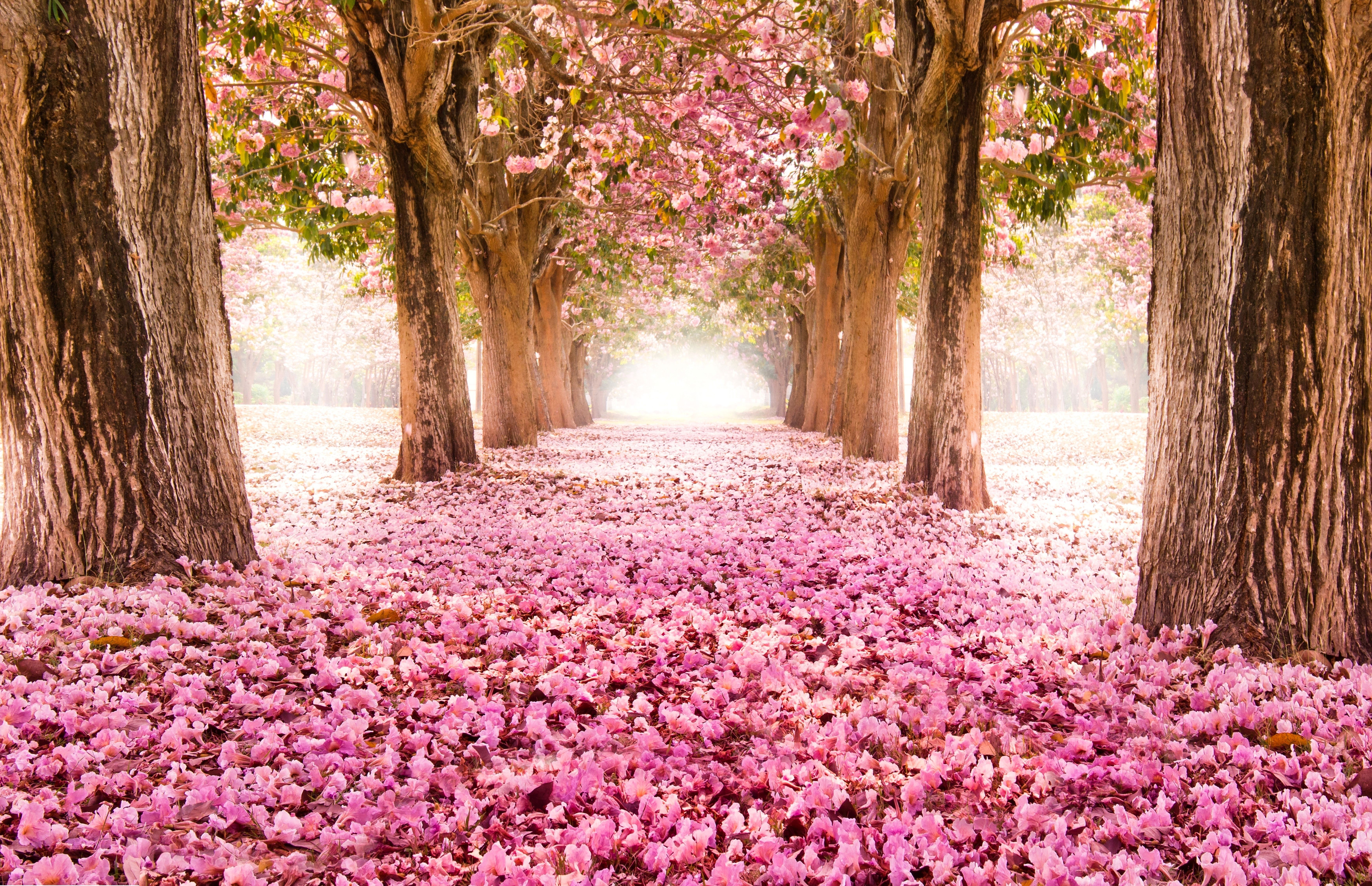 Viale alberi fiori rosa, 7000x4520 4K, Desktop 4K