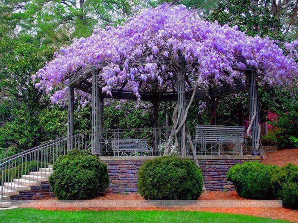 Gazebo con glicine viola, 1024x768 HD, PC Desktop