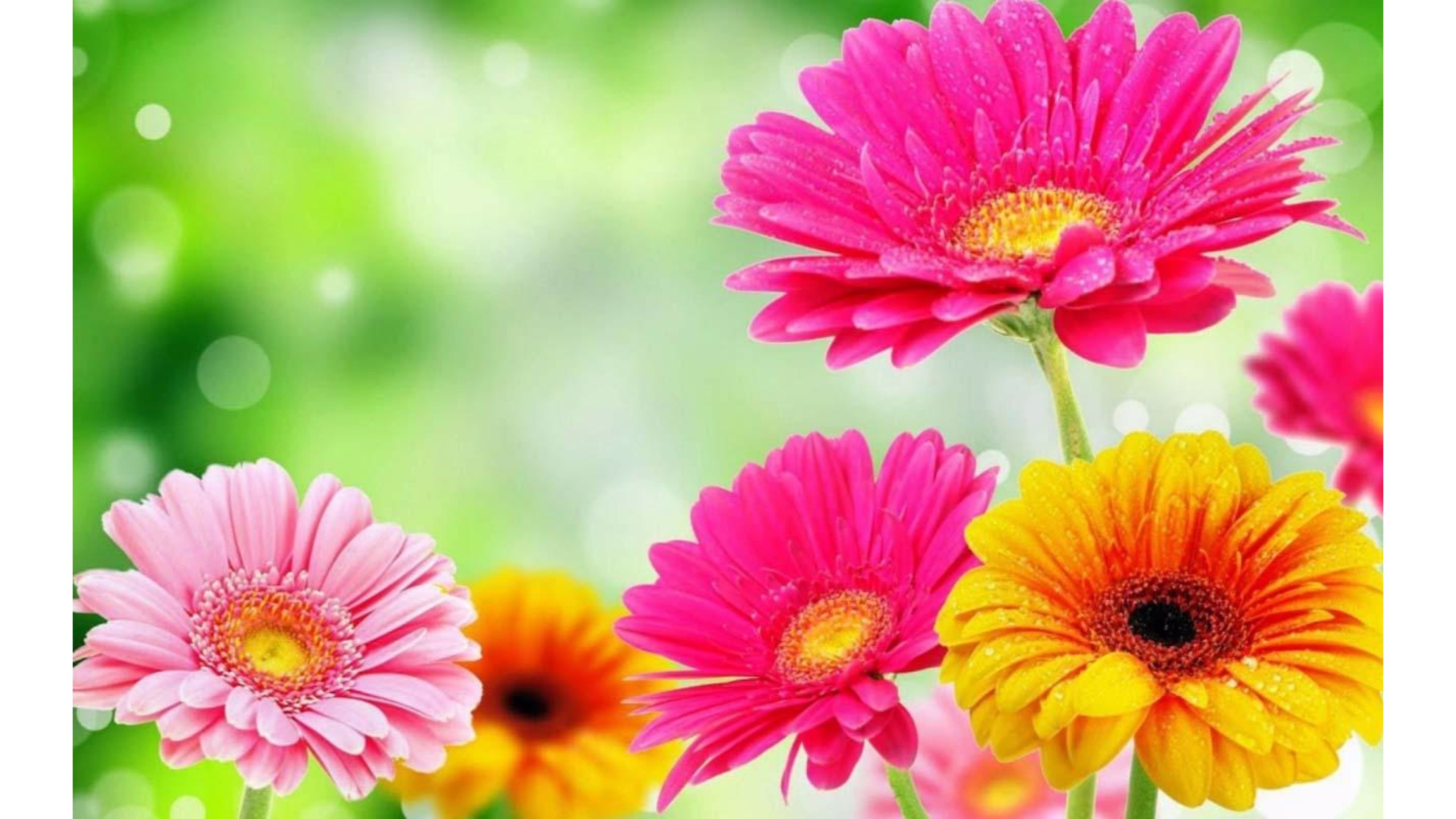 Fiori gerbera colorati primavera, 3840x2160 4K, Desktop 4K