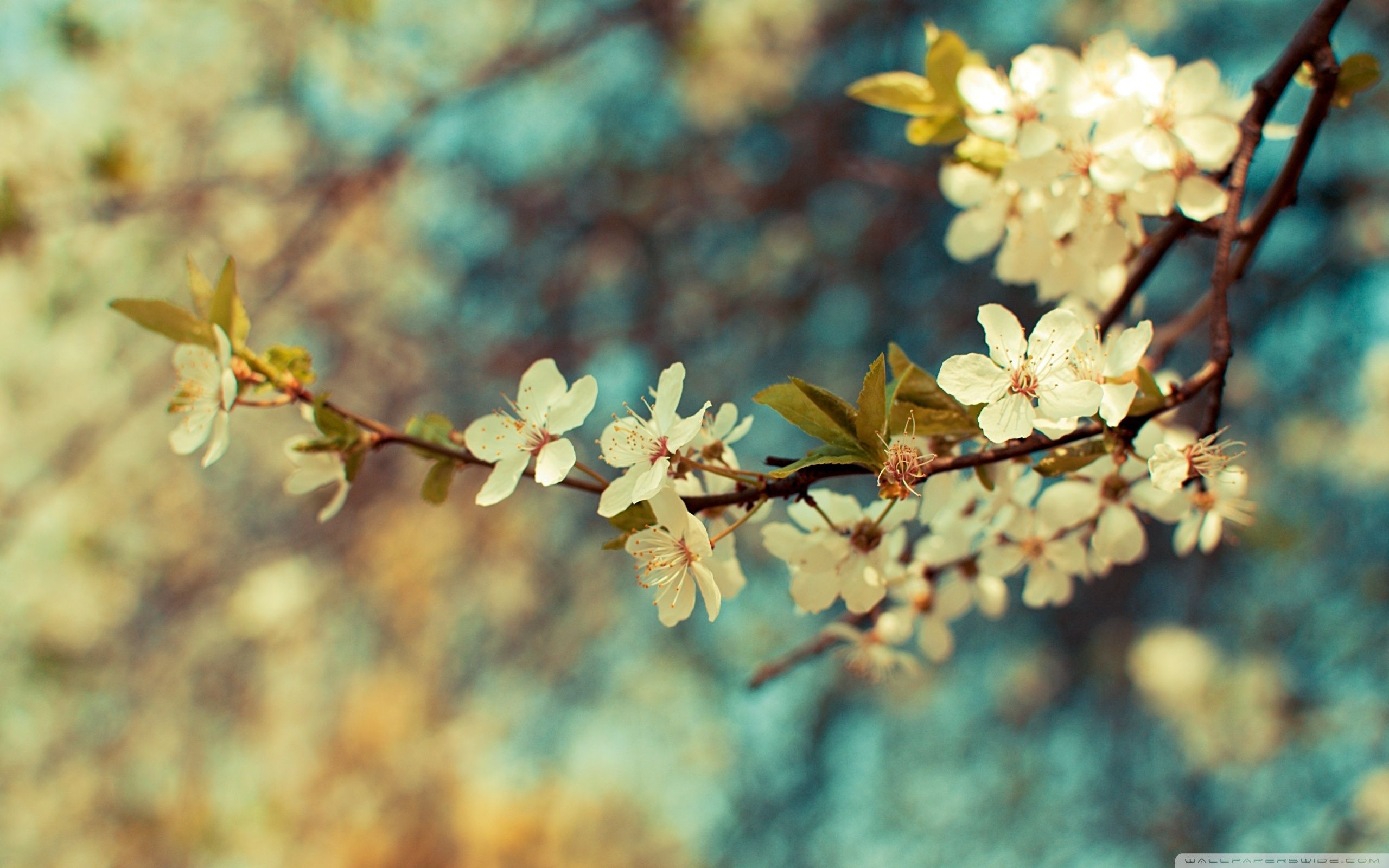 Fiori bianchi di ciliegio su ramo, 2560x1600 WQXGA, PC