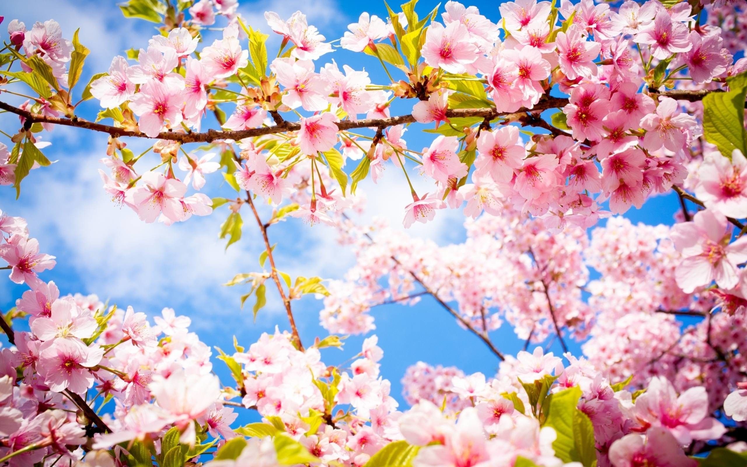 Fiori di ciliegio rosa primavera, 2560x1600 2K+, PC