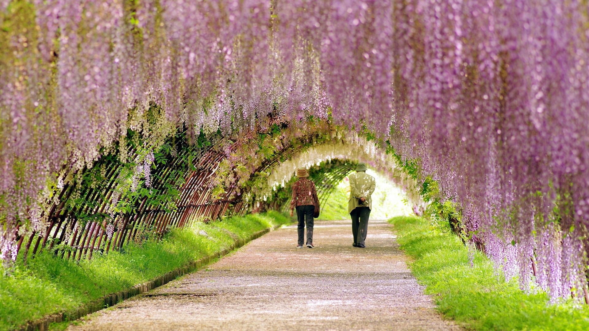 Tunnel di glicini fioriti, 1920x1080 Full HD, Desktop