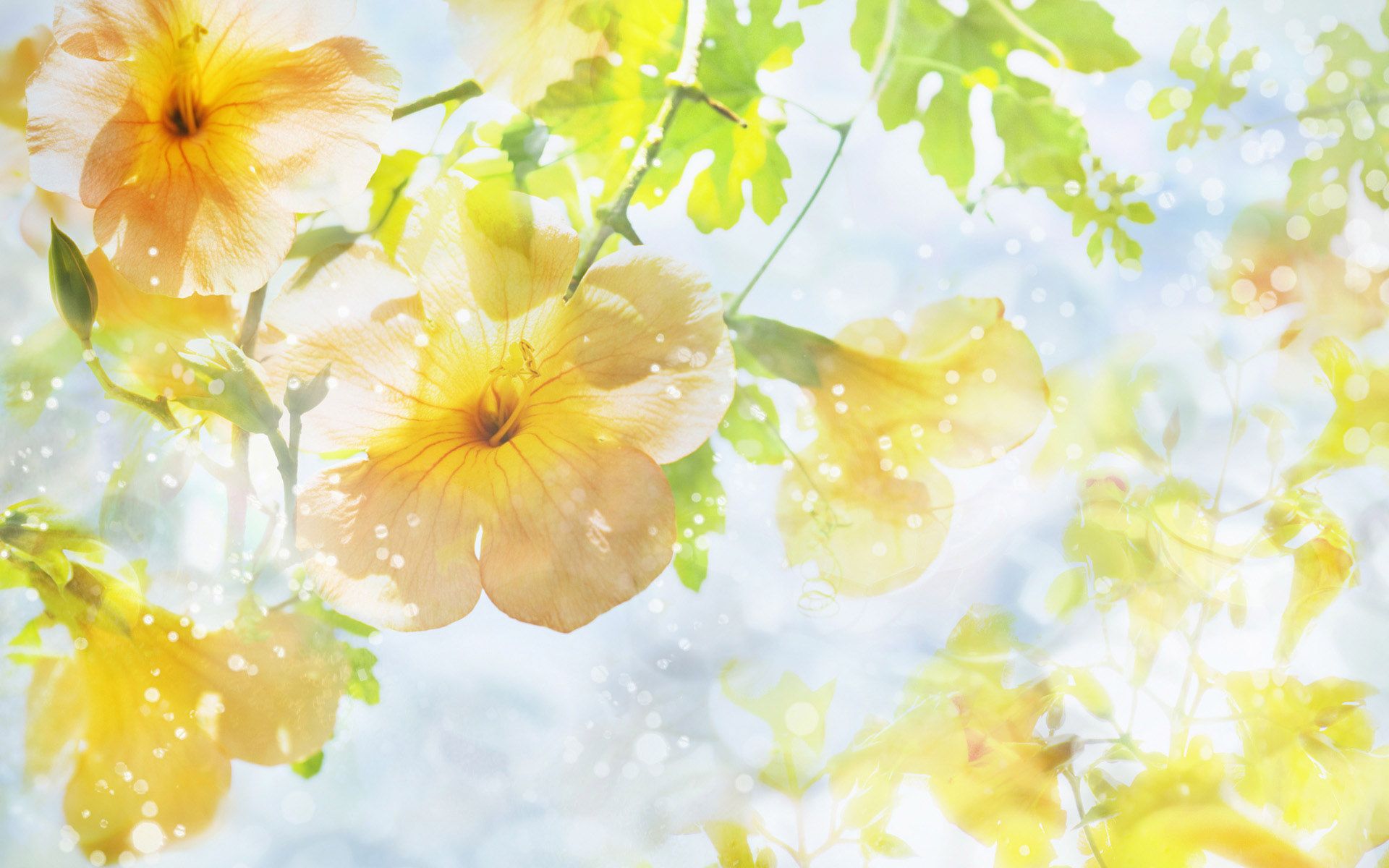 Fiori gialli primaverili acquerello, 1920x1200 WUXGA, iMac