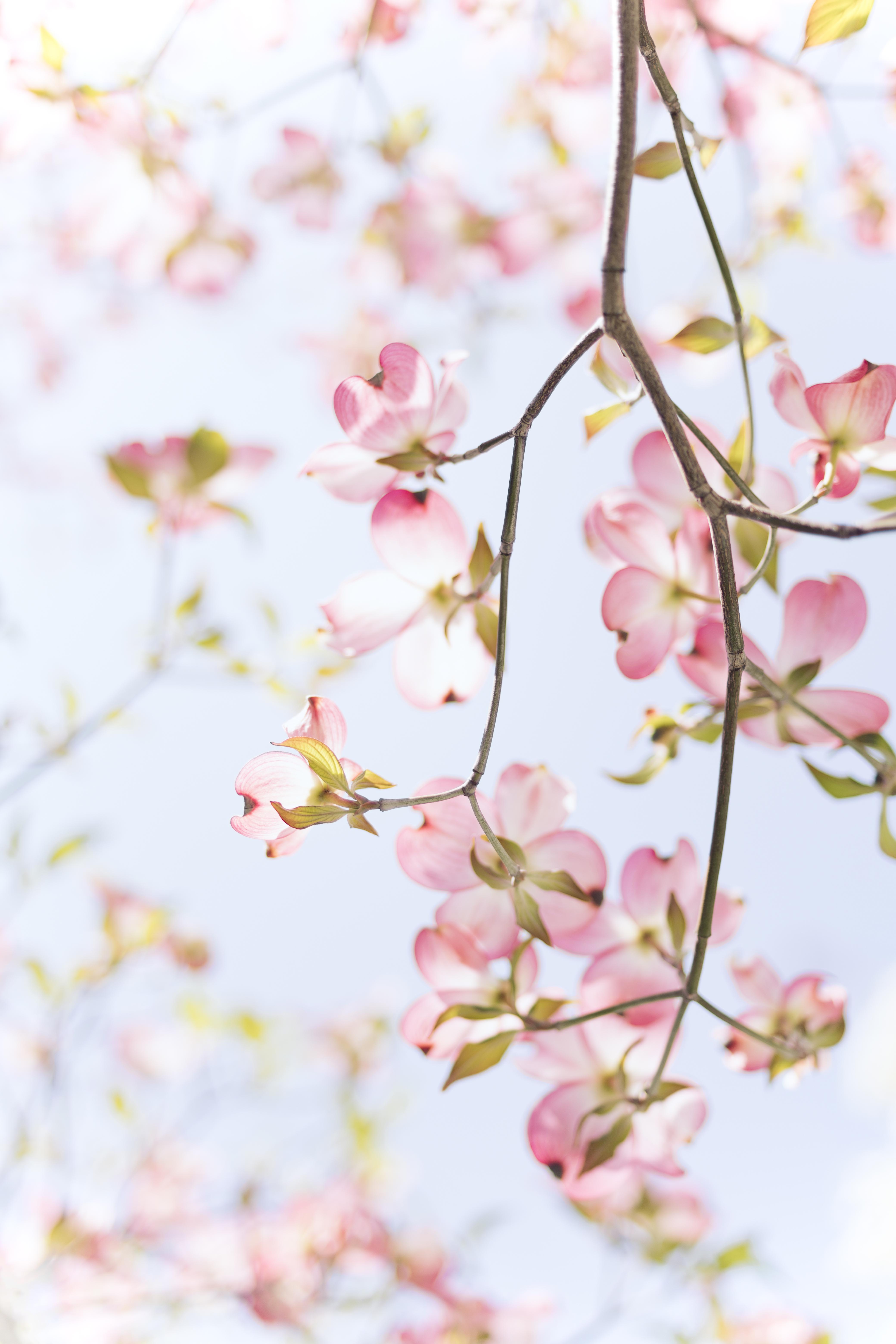 Fiori di ciliegio rosa primaverili, 4160x6240 Verticale, Telefono