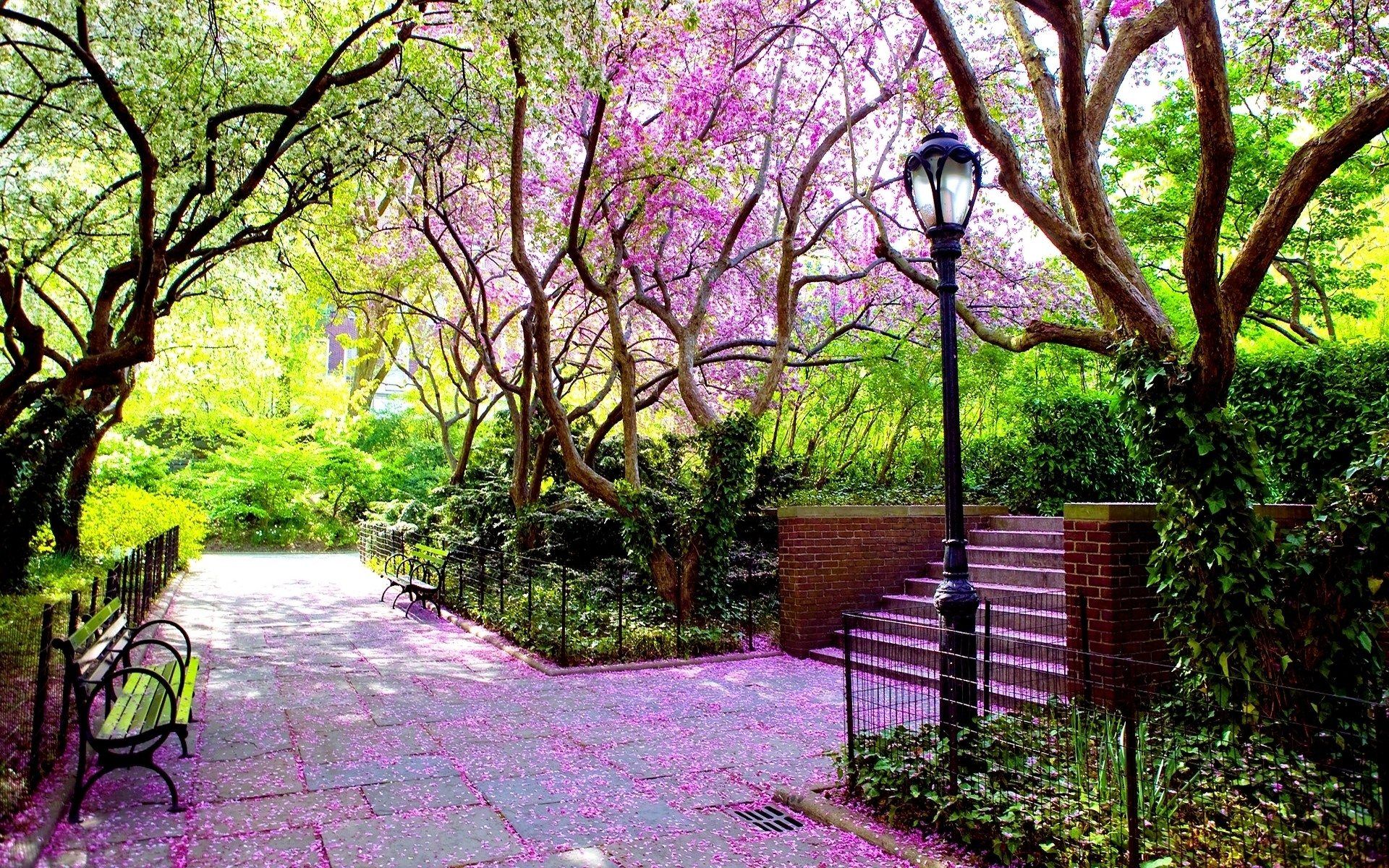 parco primaverile con fiori rosa, 1920x1200 WUXGA, iMac