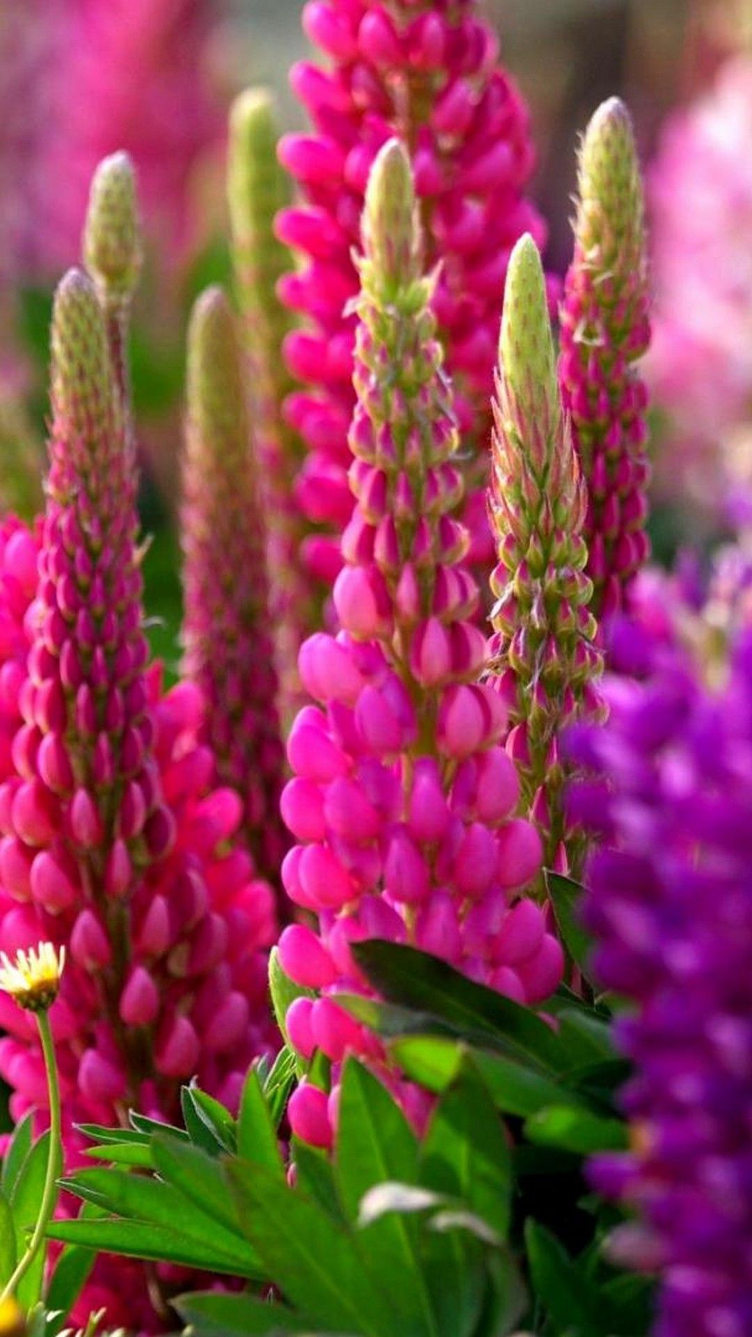 Fiori di lupino rosa, 1080x1920 Verticale, Mobile