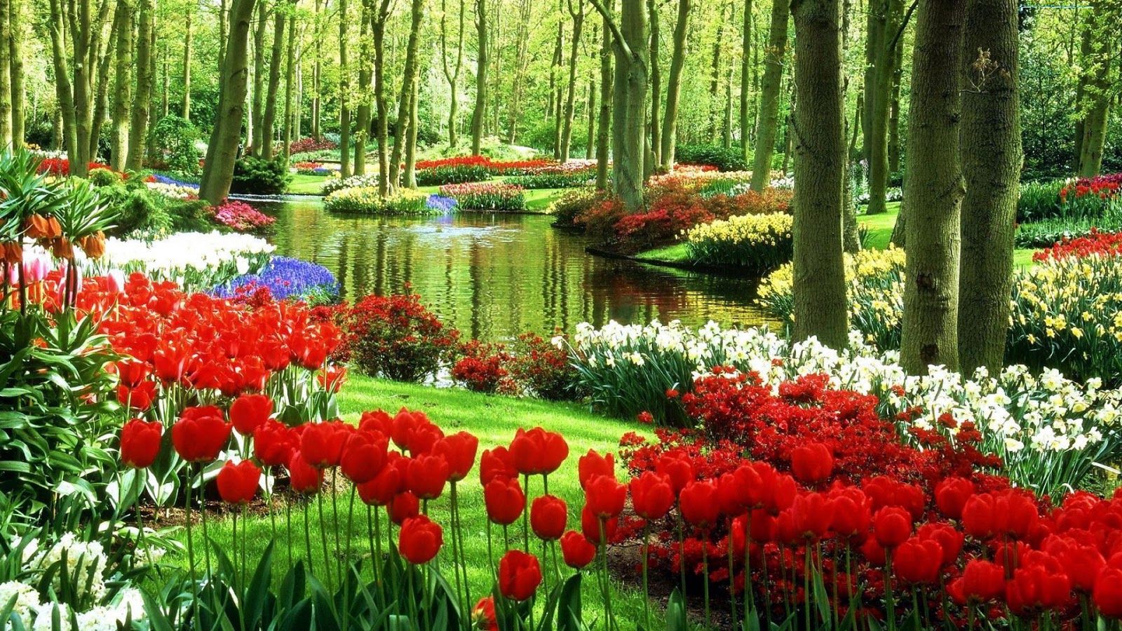 Giardino tulipani colorati primavera, 1600x900 HD Ready, PC