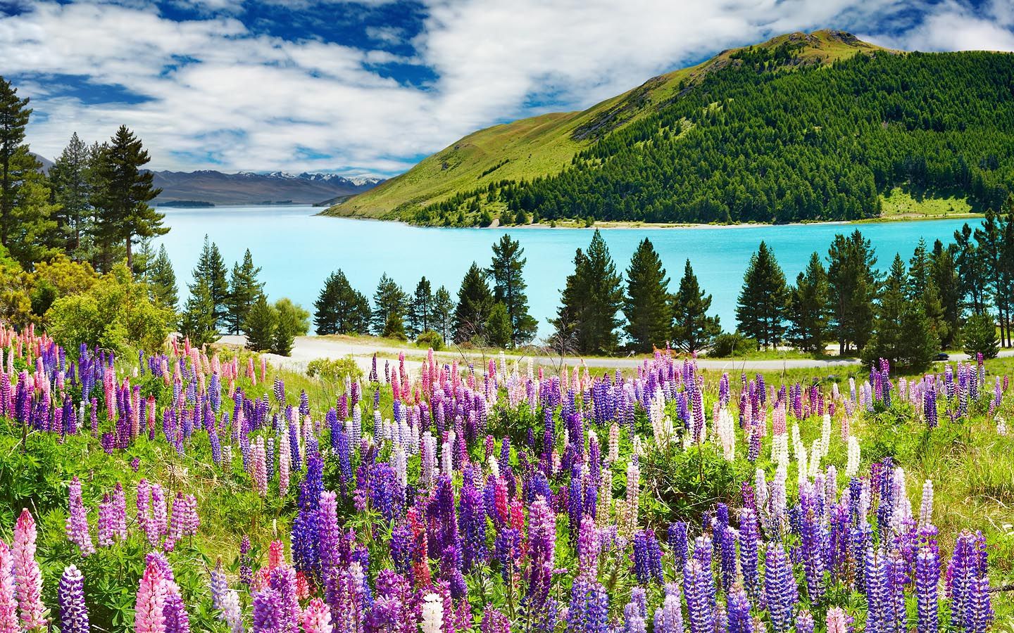 Lago Tekapo fiori lupini, 1440x900 720p, Laptop