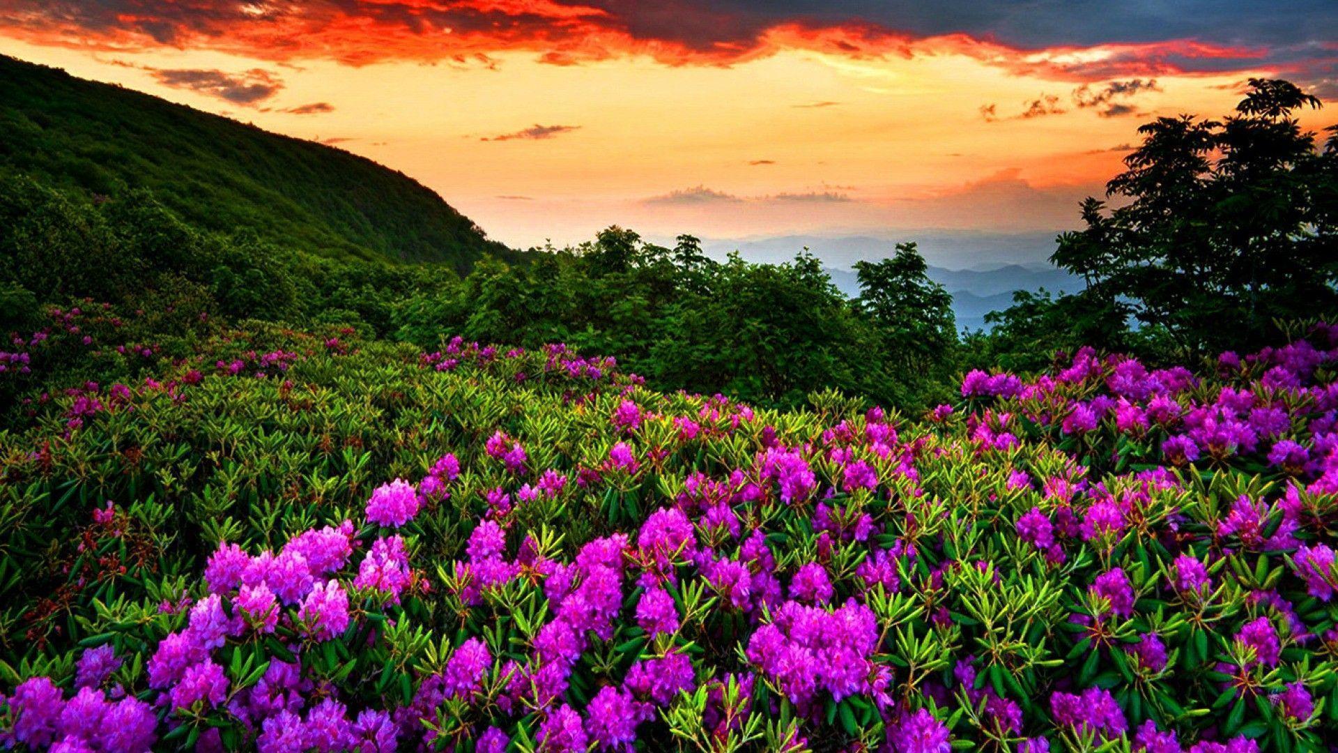 Fiori viola su collina al tramonto, 1920x1080 Full HD 1080p, Desktop