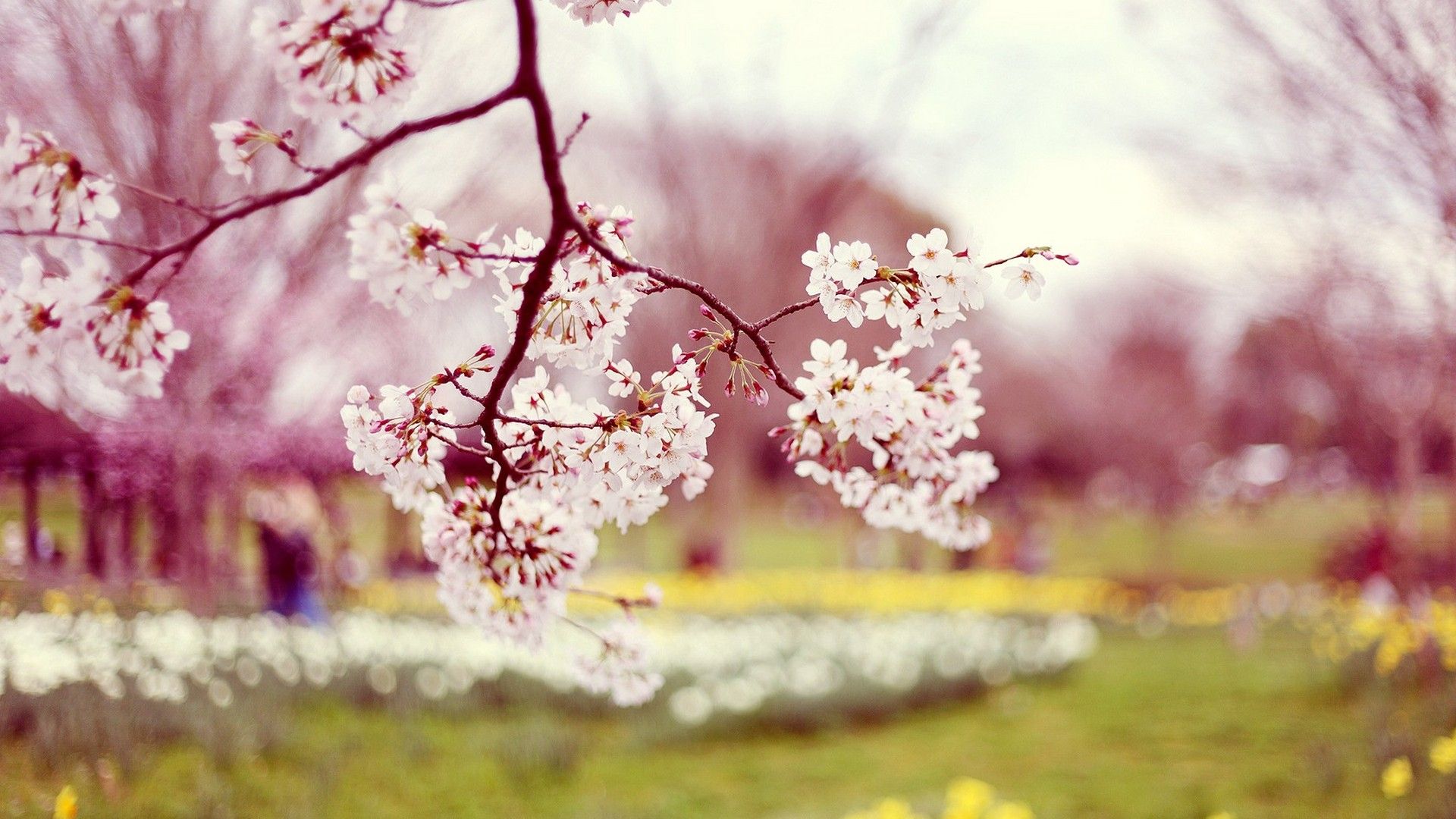 Fiori di ciliegio ramo primavera, 1920x1080 Full HD, PC