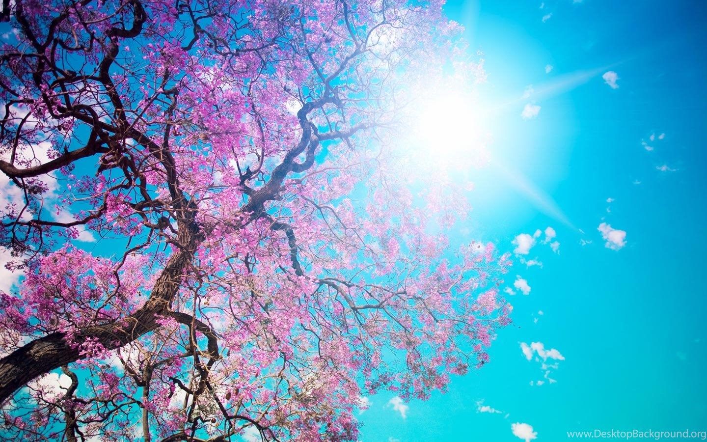 Albero fiori rosa cielo blu, 1440x900 HD, Desktop