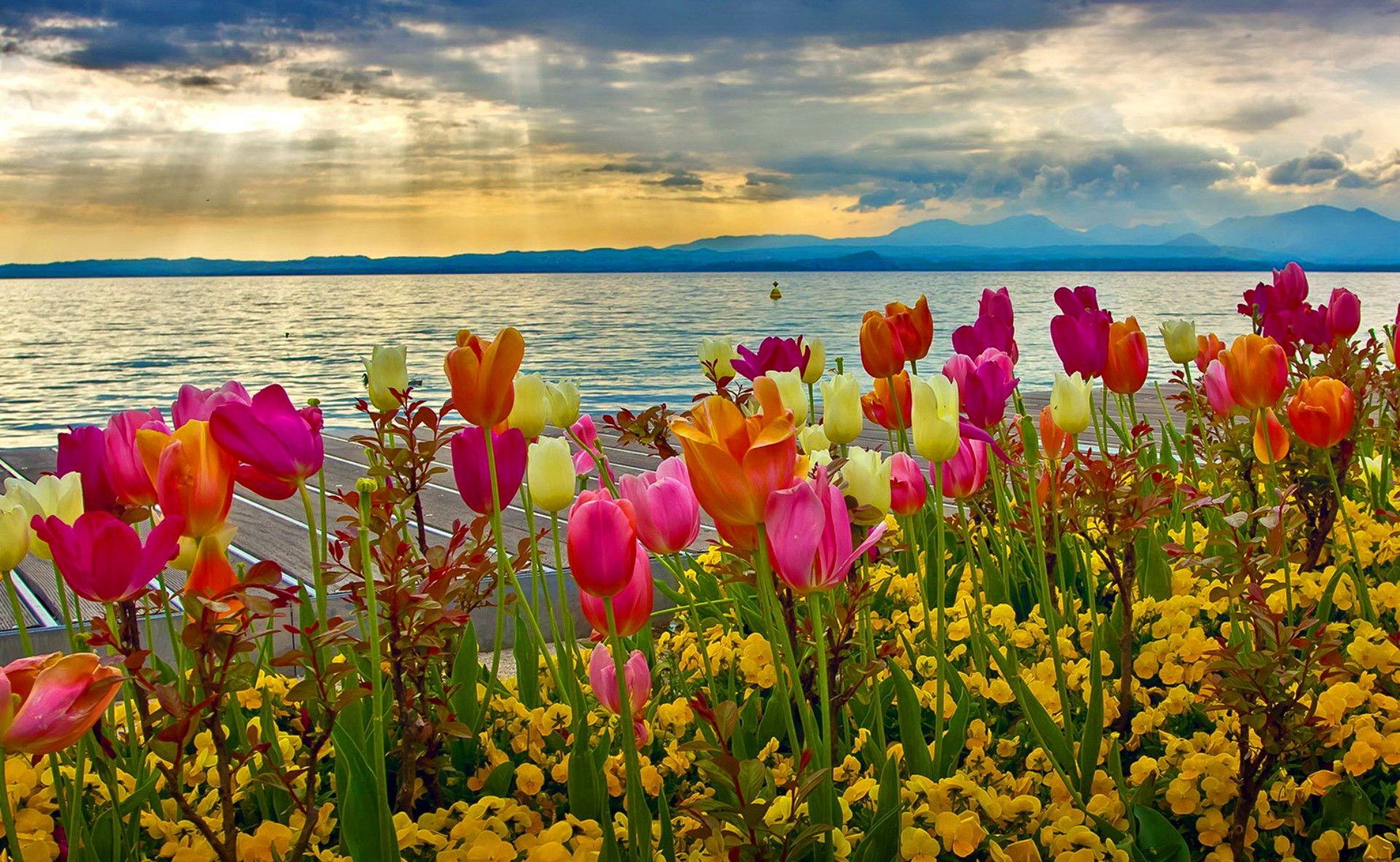 Tulipani colorati vicino al lago, 1920x1182 Full HD, Laptop