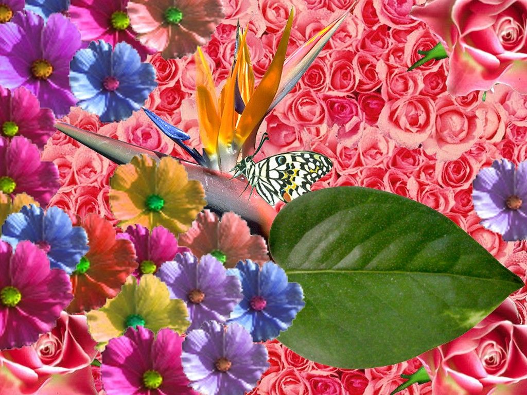 Farfalla fiori colorati primavera, 1024x768 HD, iMac